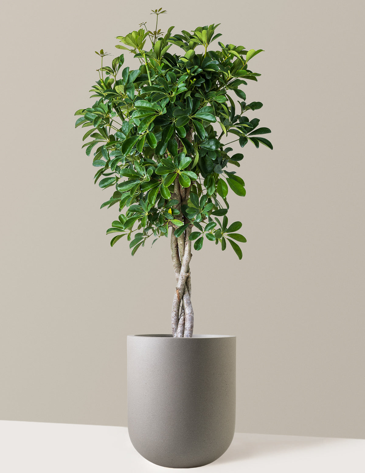 Örgü Gövdeli Schefflera Arboricola