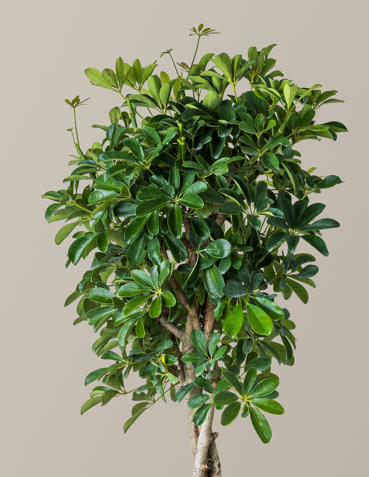 Örgü Gövdeli Schefflera Arboricola