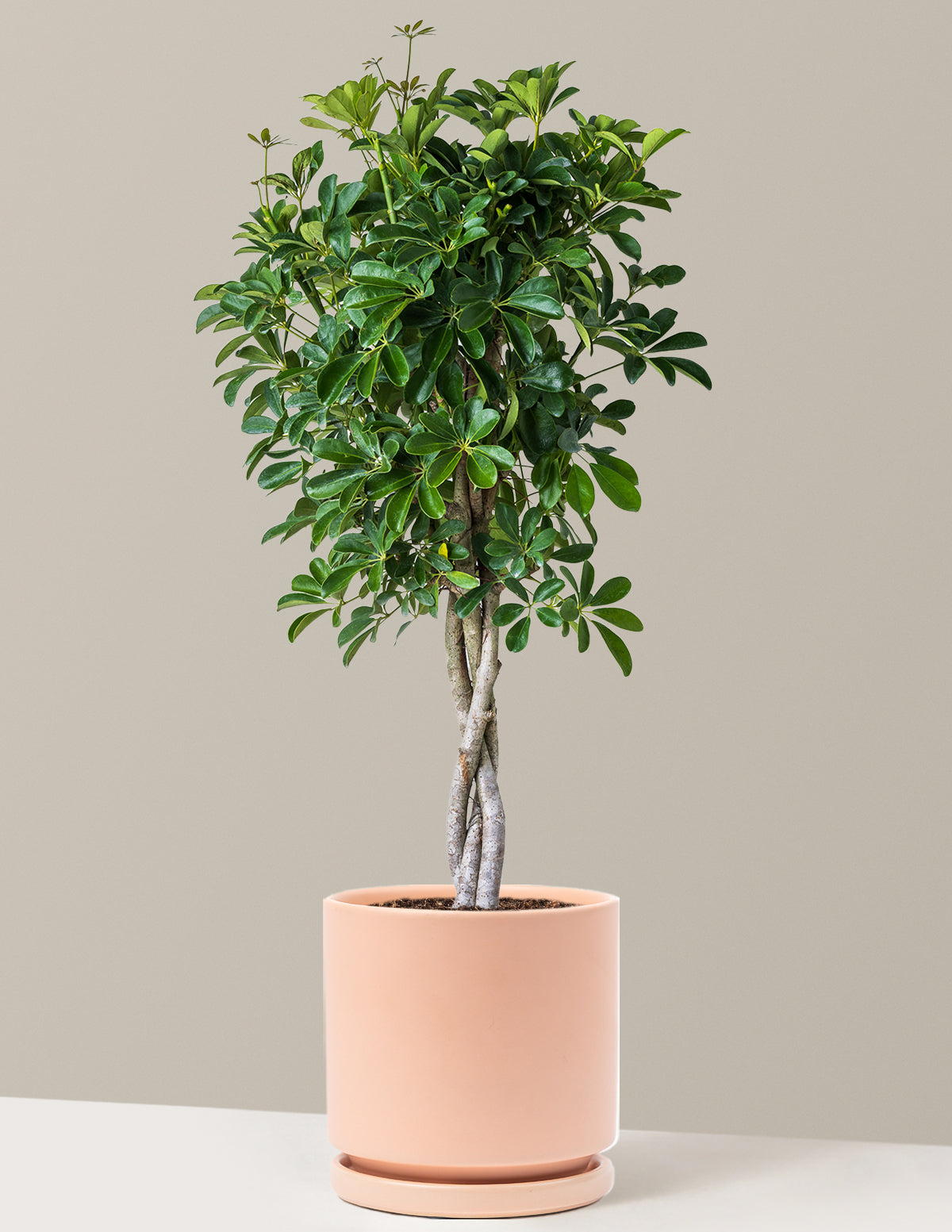 Örgü Gövdeli Schefflera Arboricola