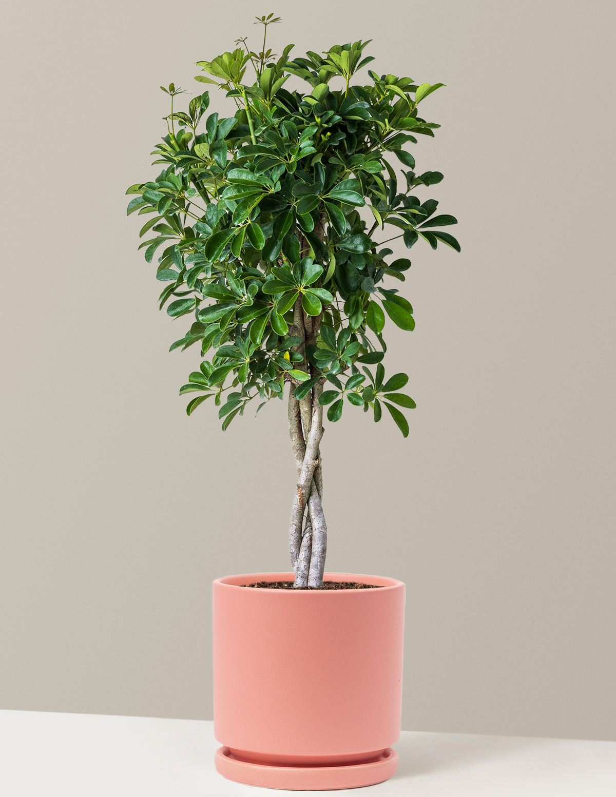 Örgü Gövdeli Schefflera Arboricola