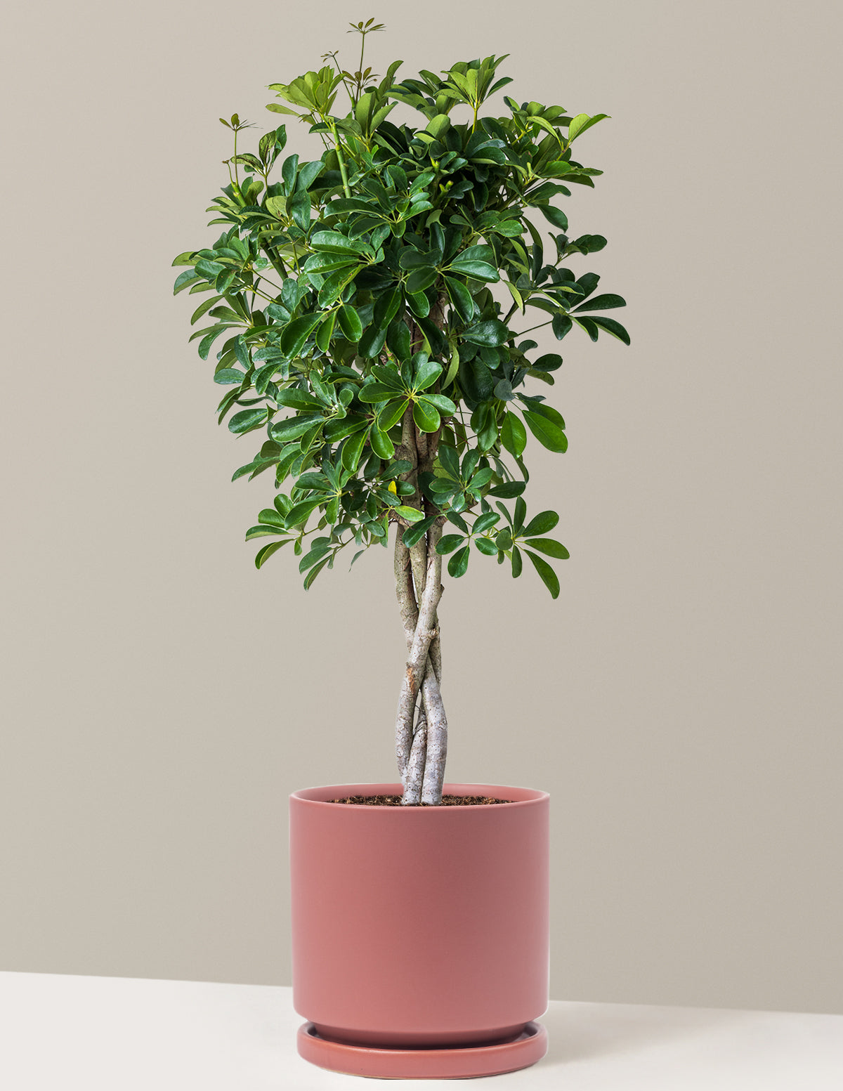 Örgü Gövdeli Schefflera Arboricola