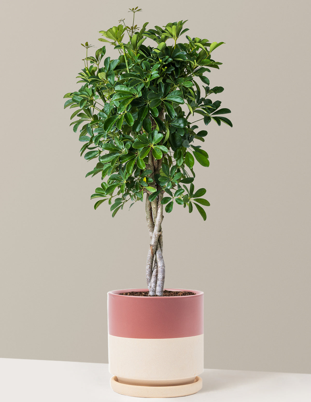 Örgü Gövdeli Schefflera Arboricola