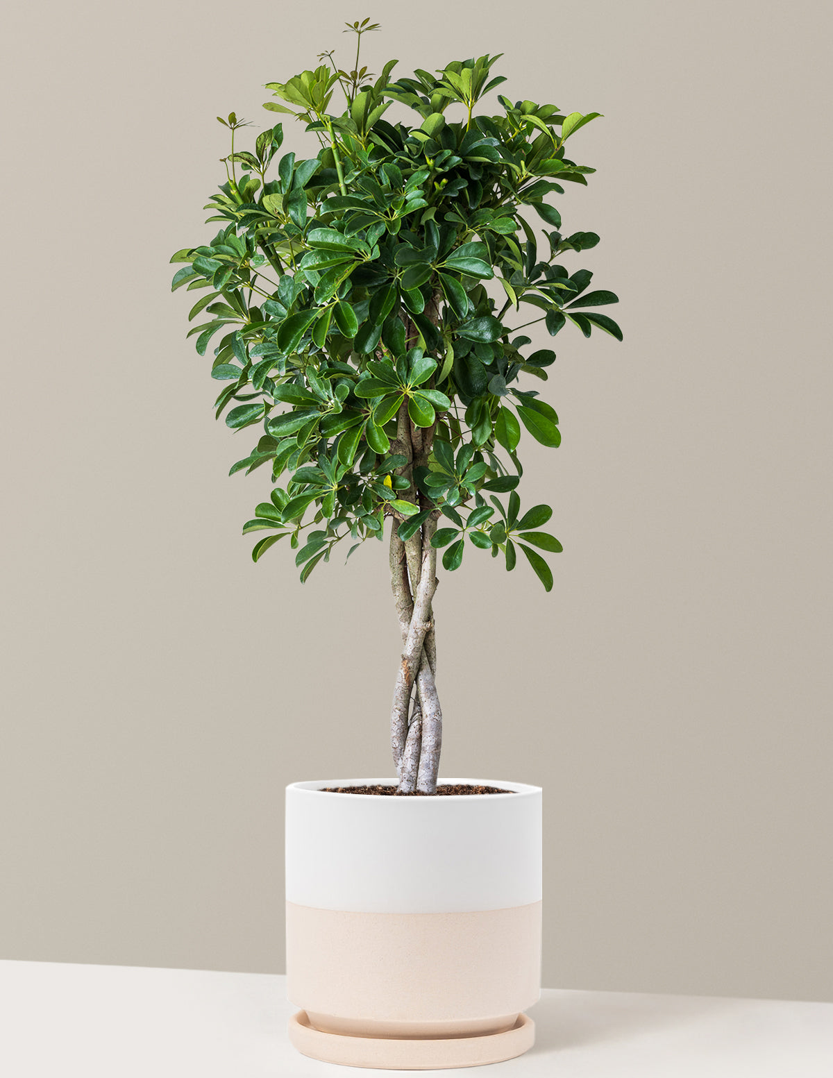 Örgü Gövdeli Schefflera Arboricola