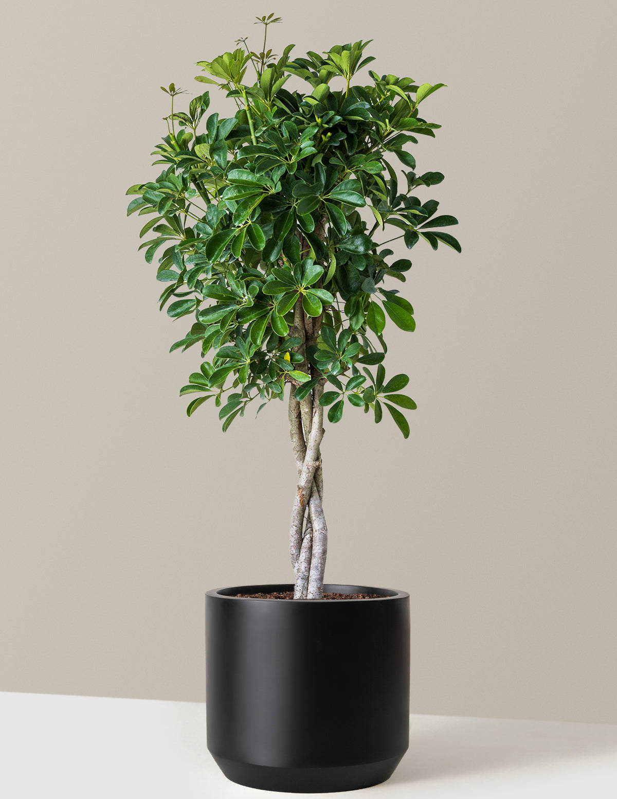 Örgü Gövdeli Schefflera Arboricola