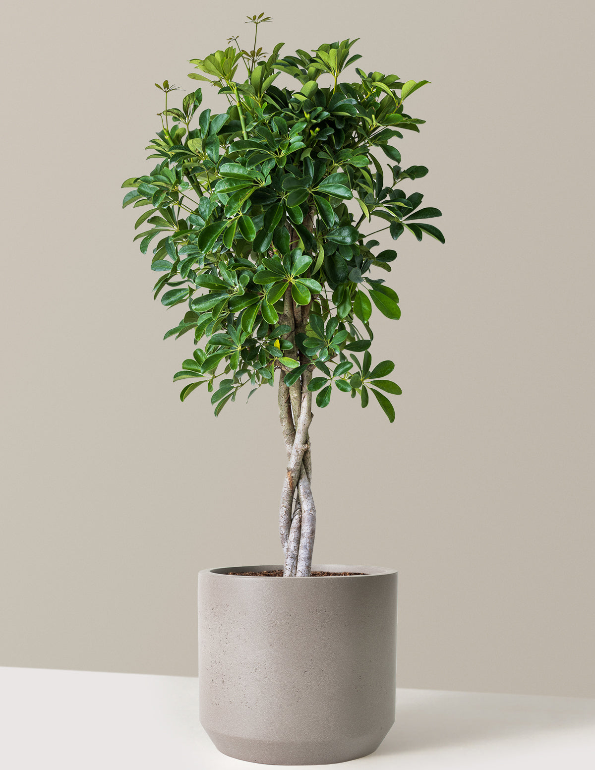 Örgü Gövdeli Schefflera Arboricola