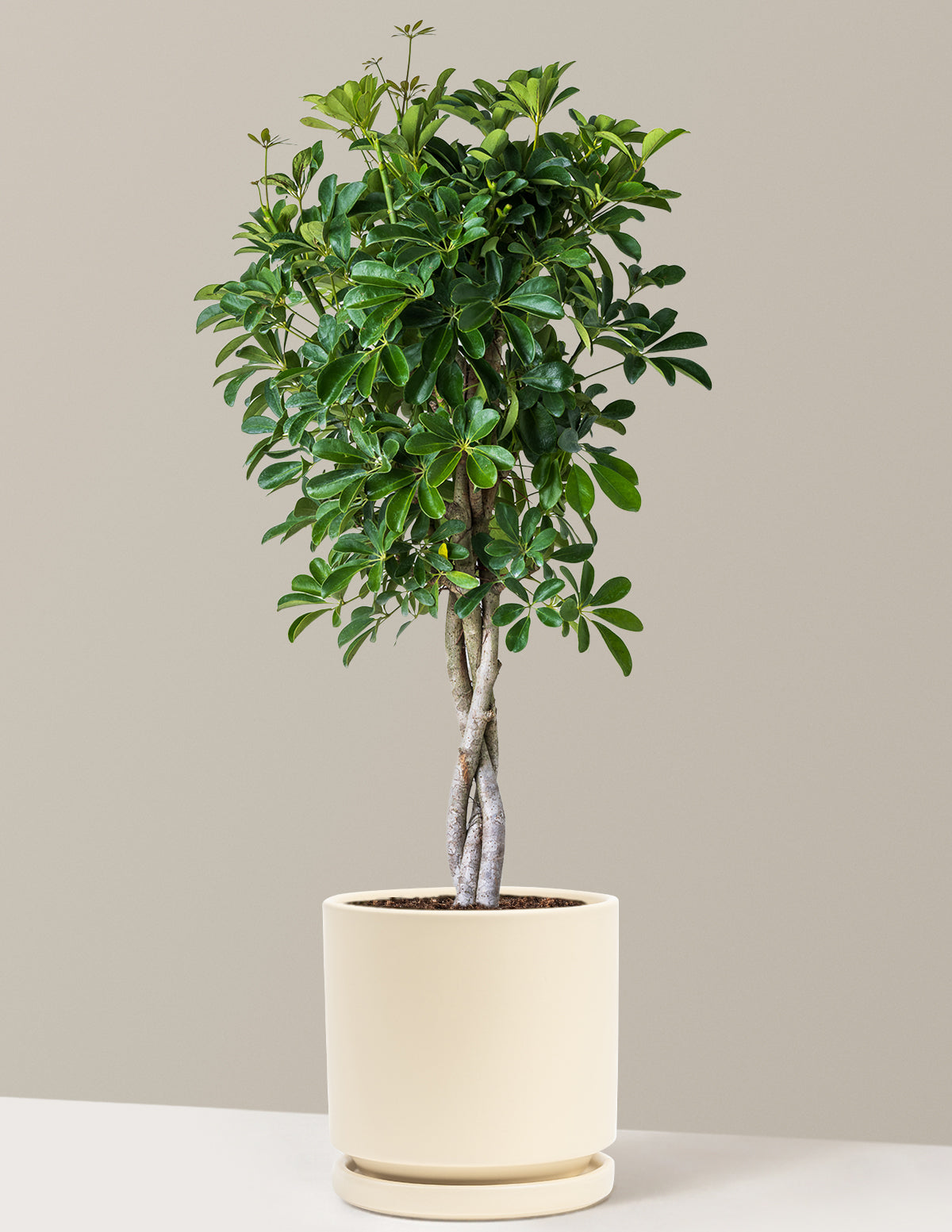 Örgü Gövdeli Schefflera Arboricola