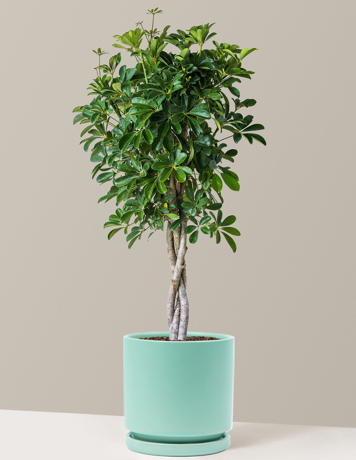 Örgü Gövdeli Schefflera Arboricola