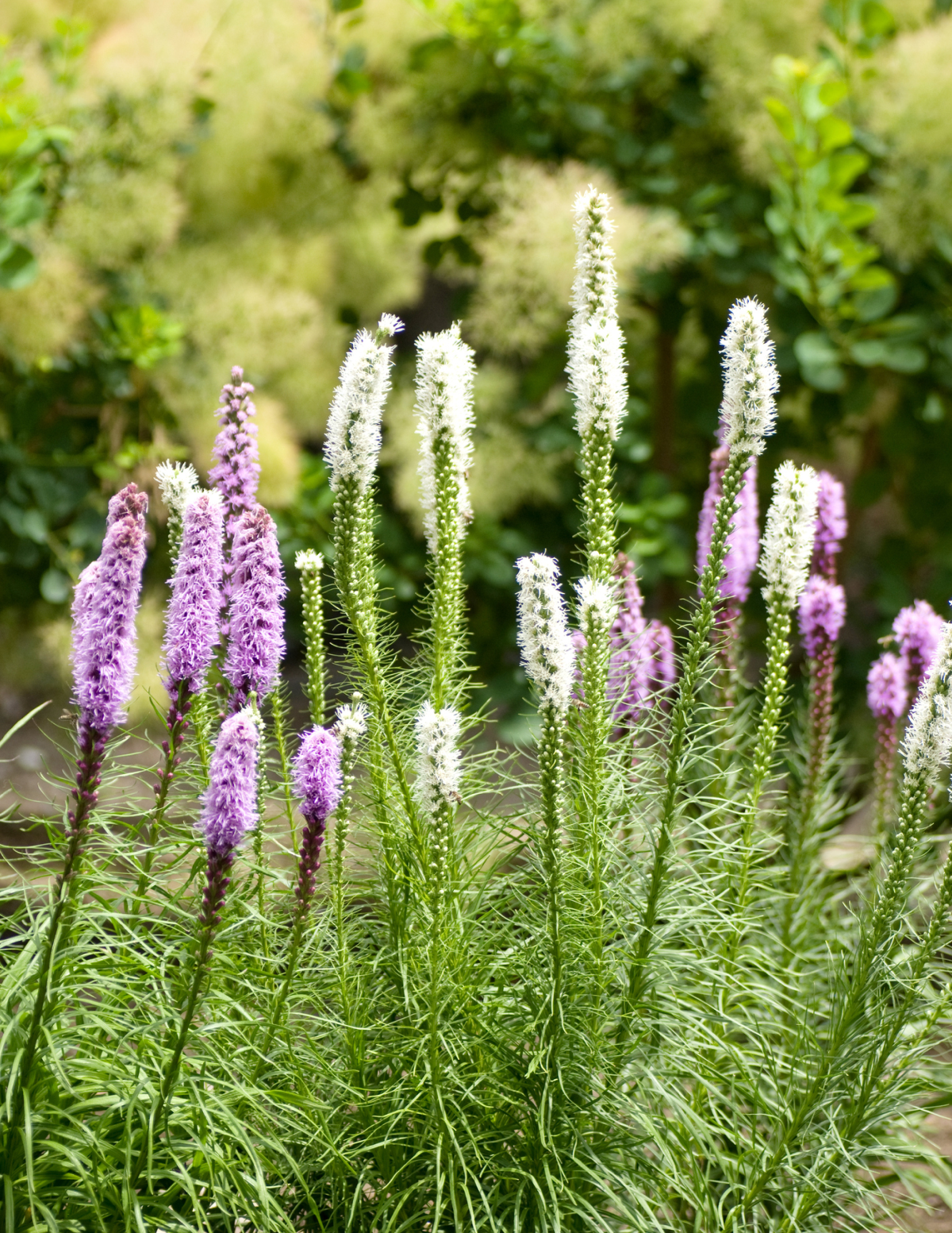 Liatris Soğan Karışımı