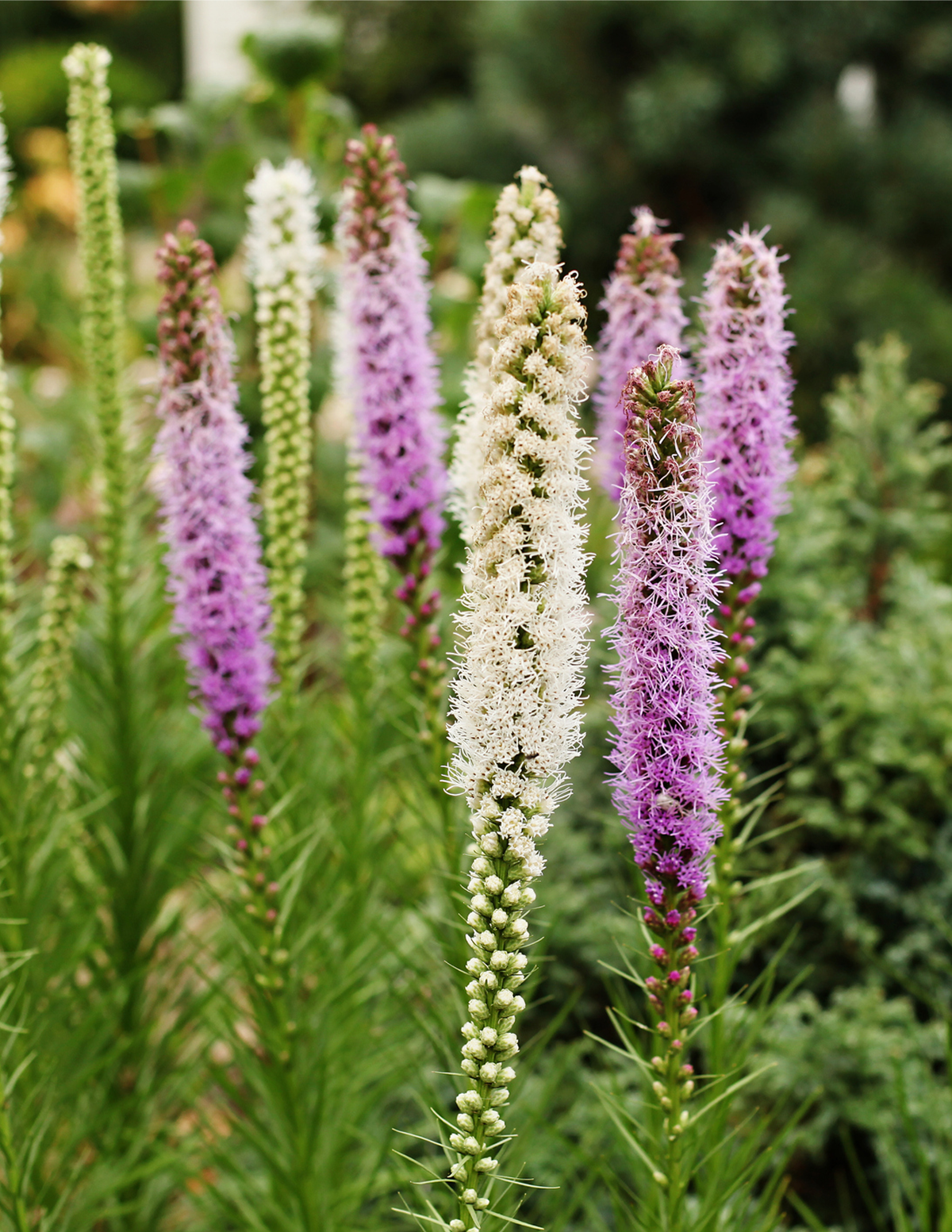 Liatris Soğan Karışımı