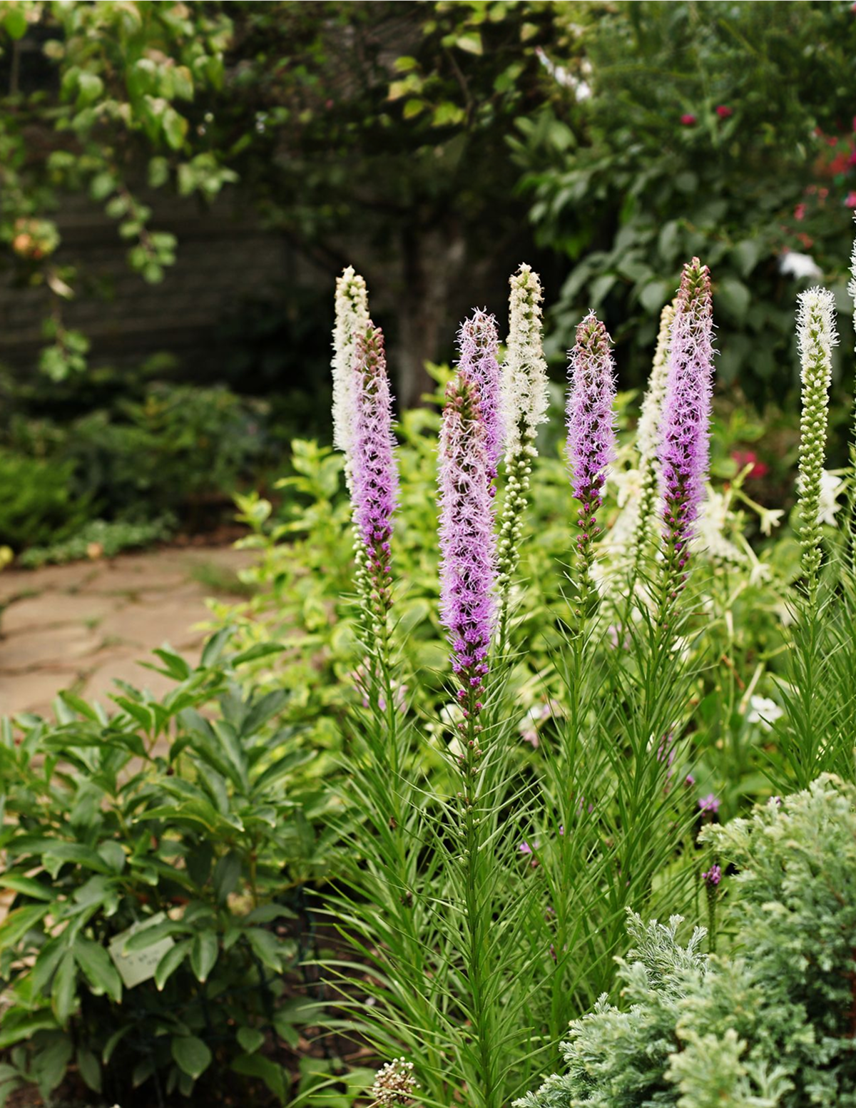 Liatris Soğan Karışımı