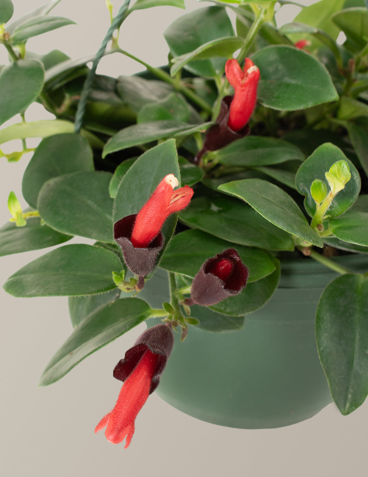 Lipstick Plant (Ruj Çiçeği)