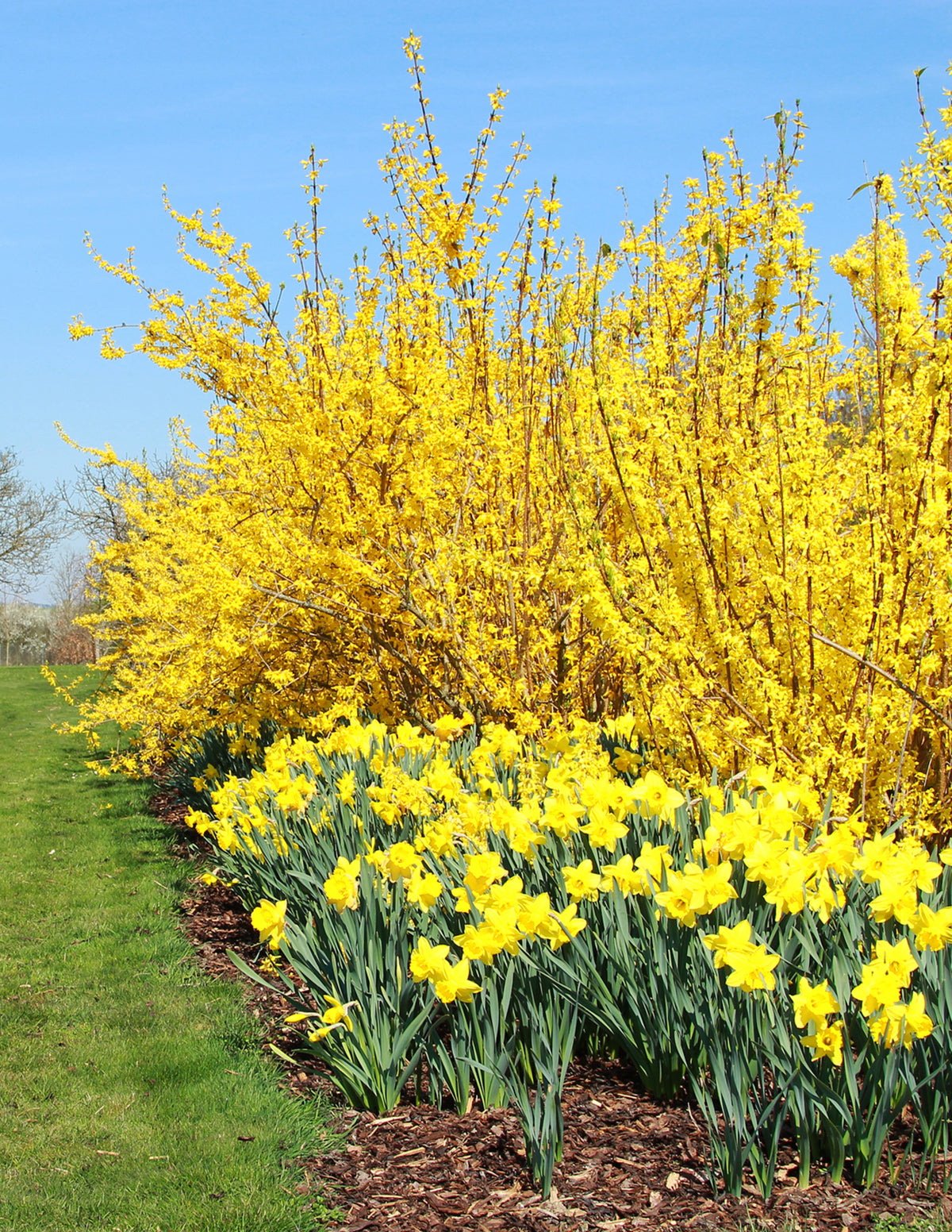 Lynwood Gold Forsythia Çalısı