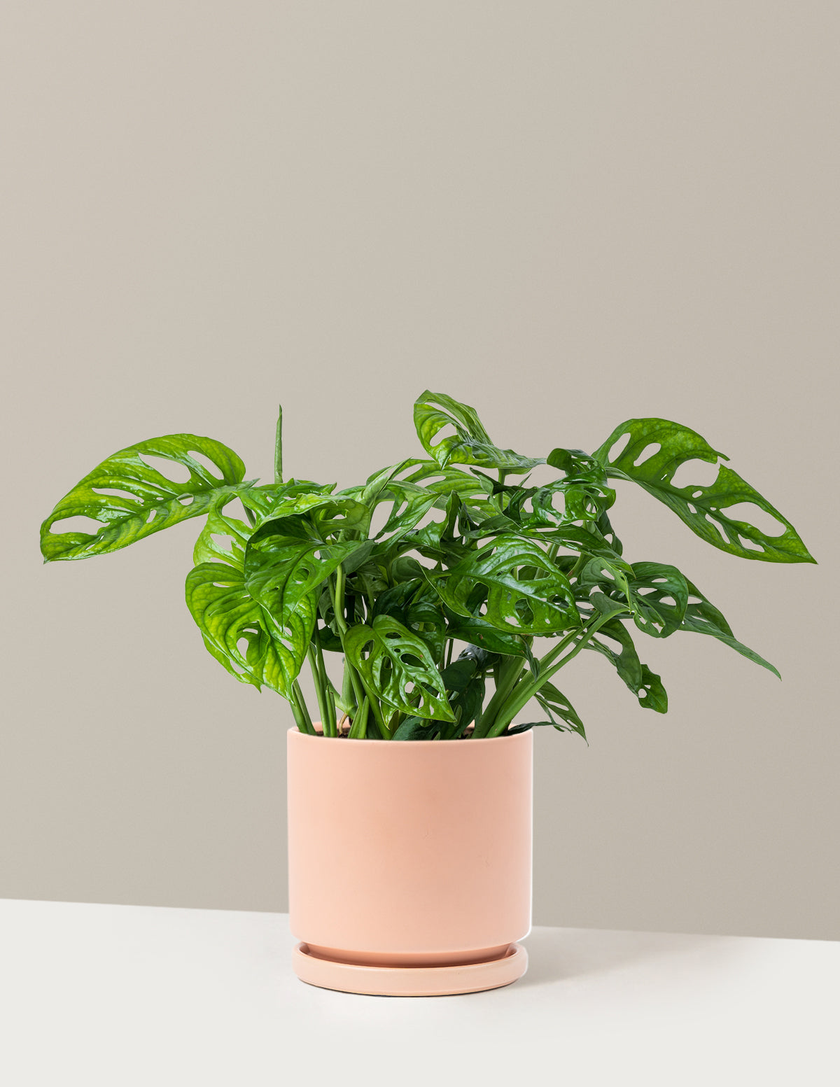 Monstera Adansonii (Deve Tabanı)