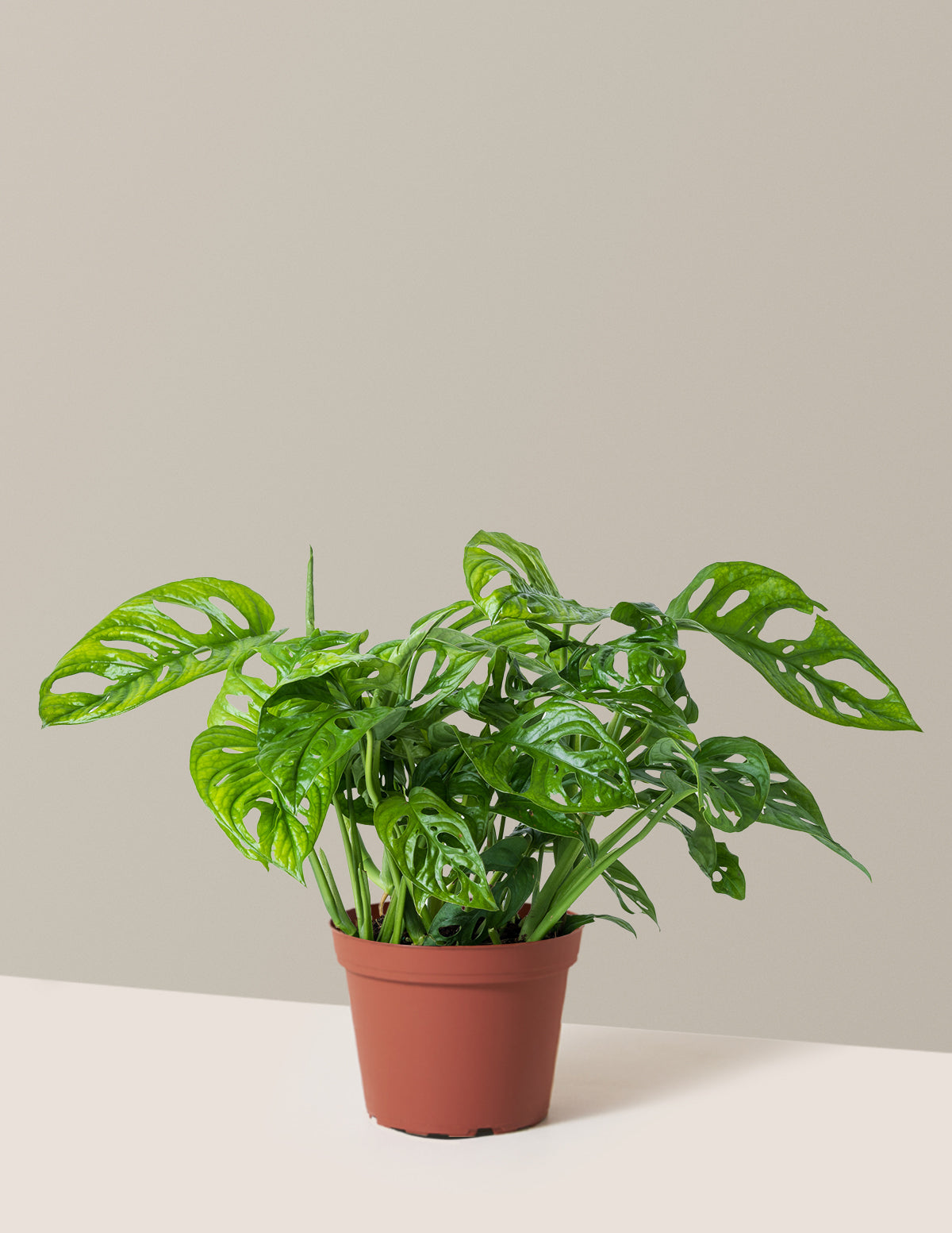 Monstera Adansonii (Deve Tabanı)