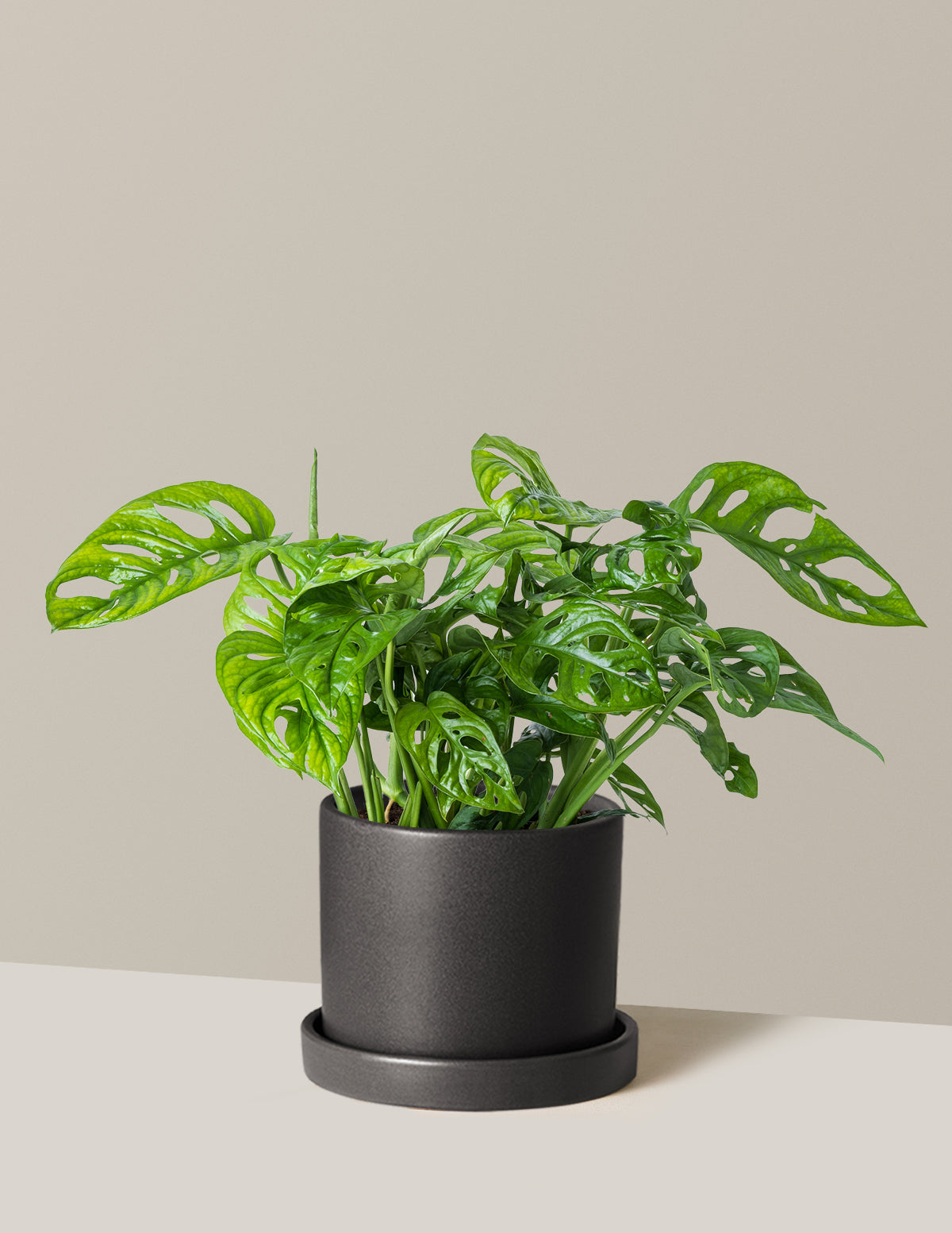 Monstera Adansonii (Deve Tabanı)