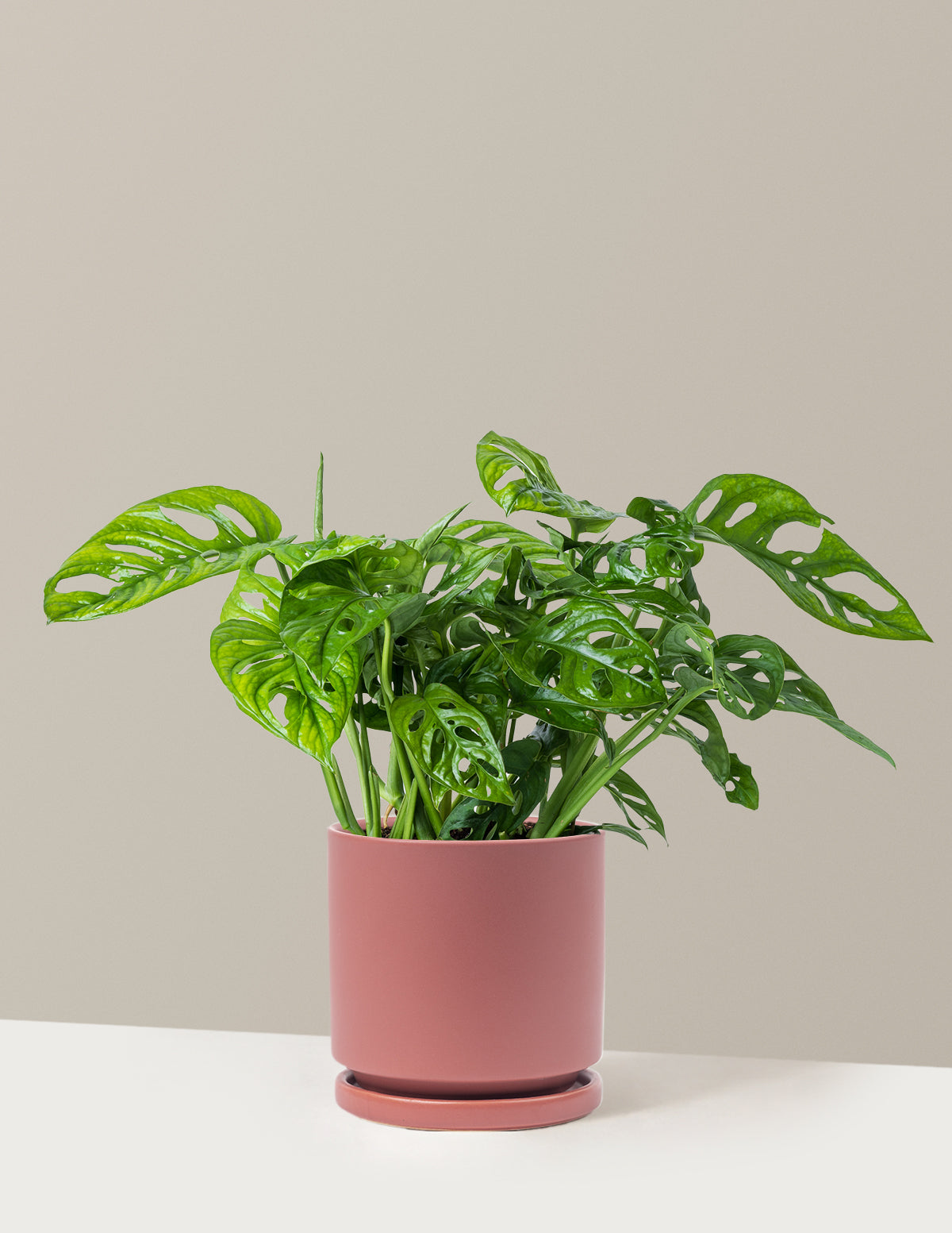 Monstera Adansonii (Deve Tabanı)