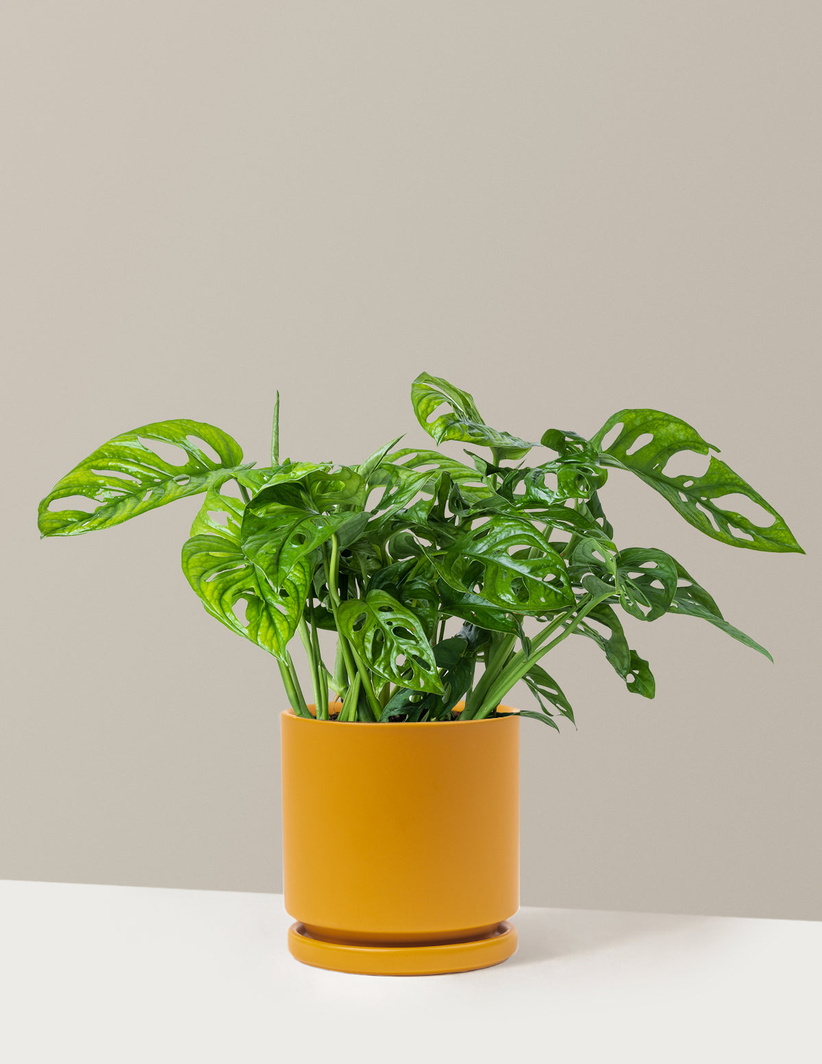Monstera Adansonii (Deve Tabanı)