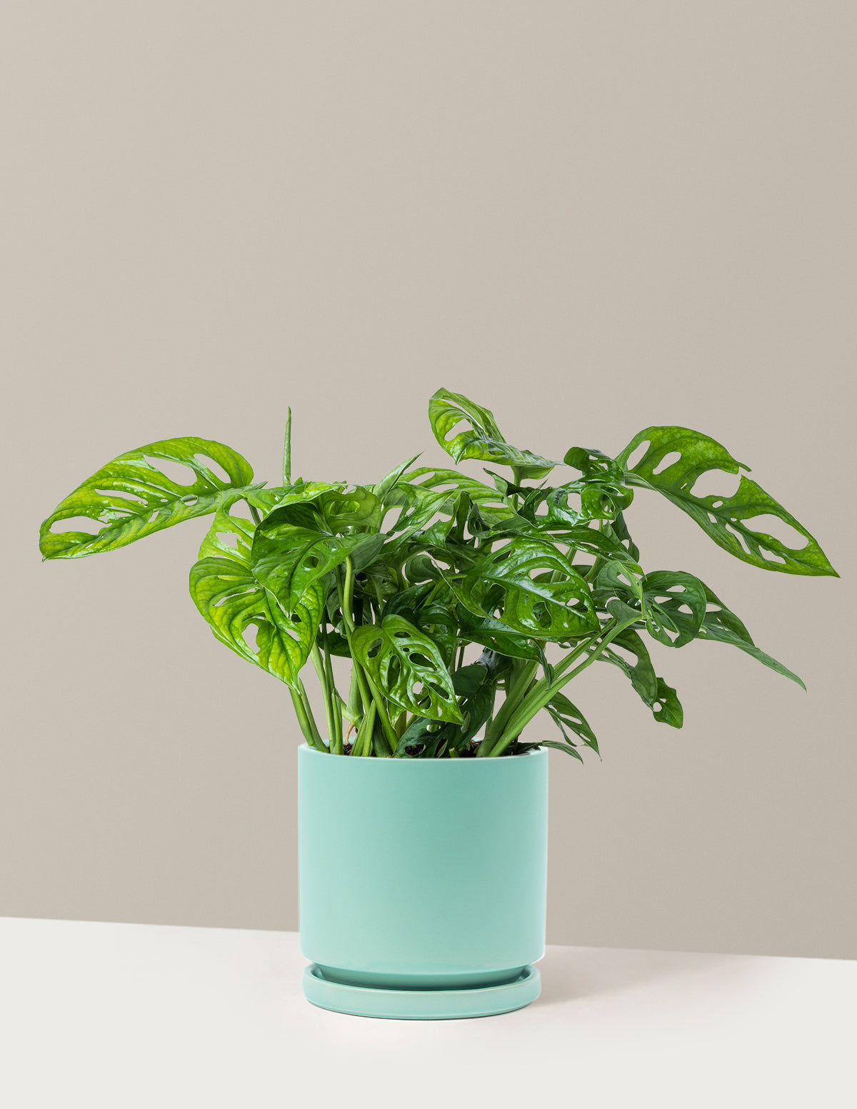 Monstera Adansonii (Deve Tabanı)