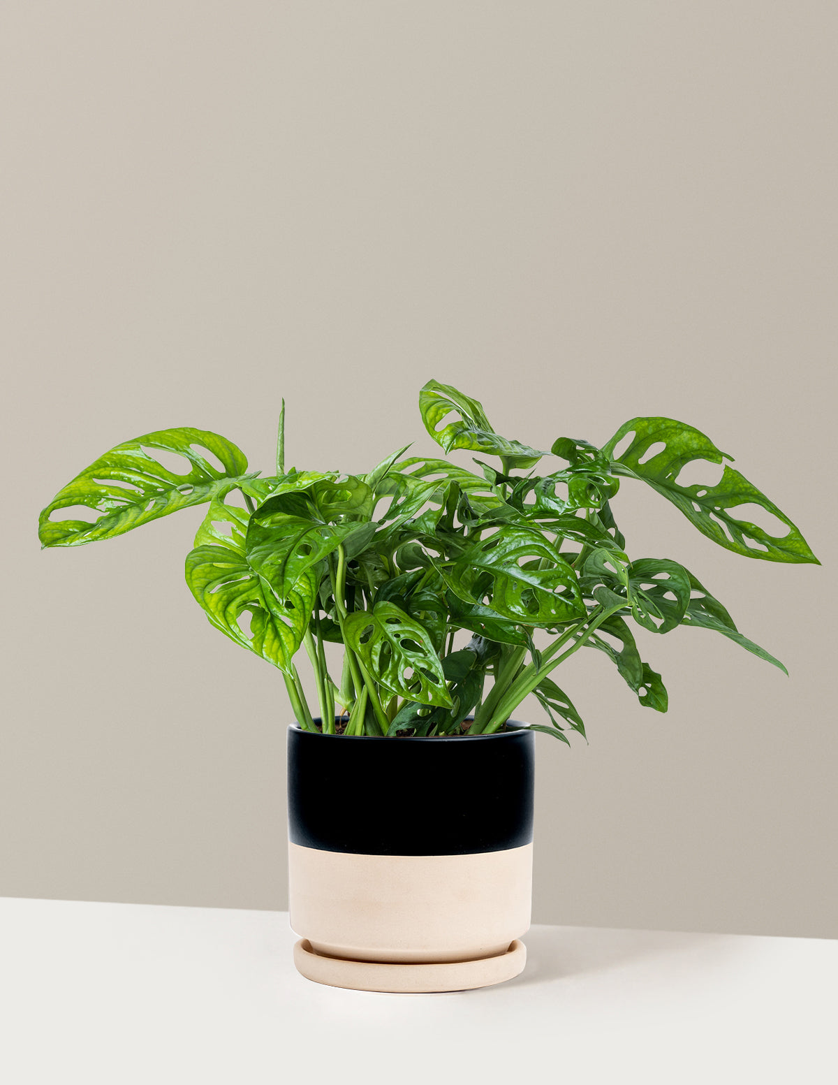 Monstera Adansonii (Deve Tabanı)