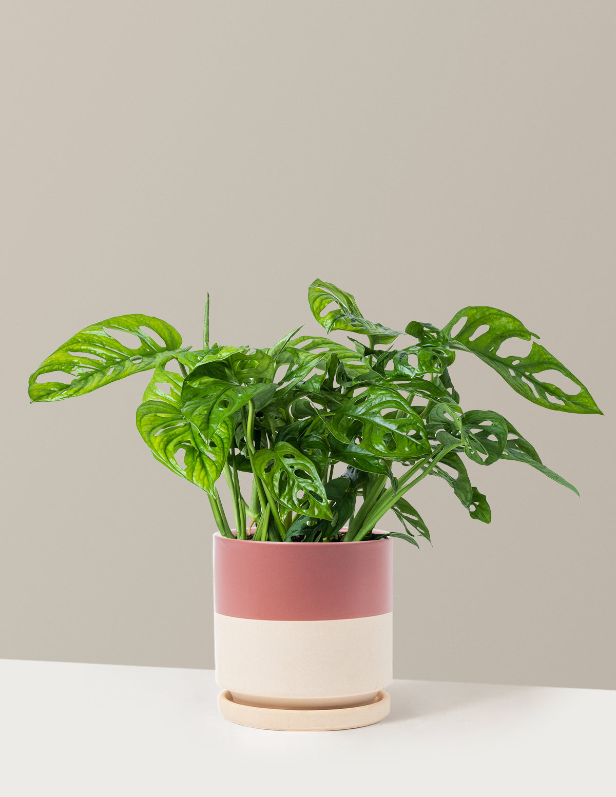 Monstera Adansonii (Deve Tabanı)