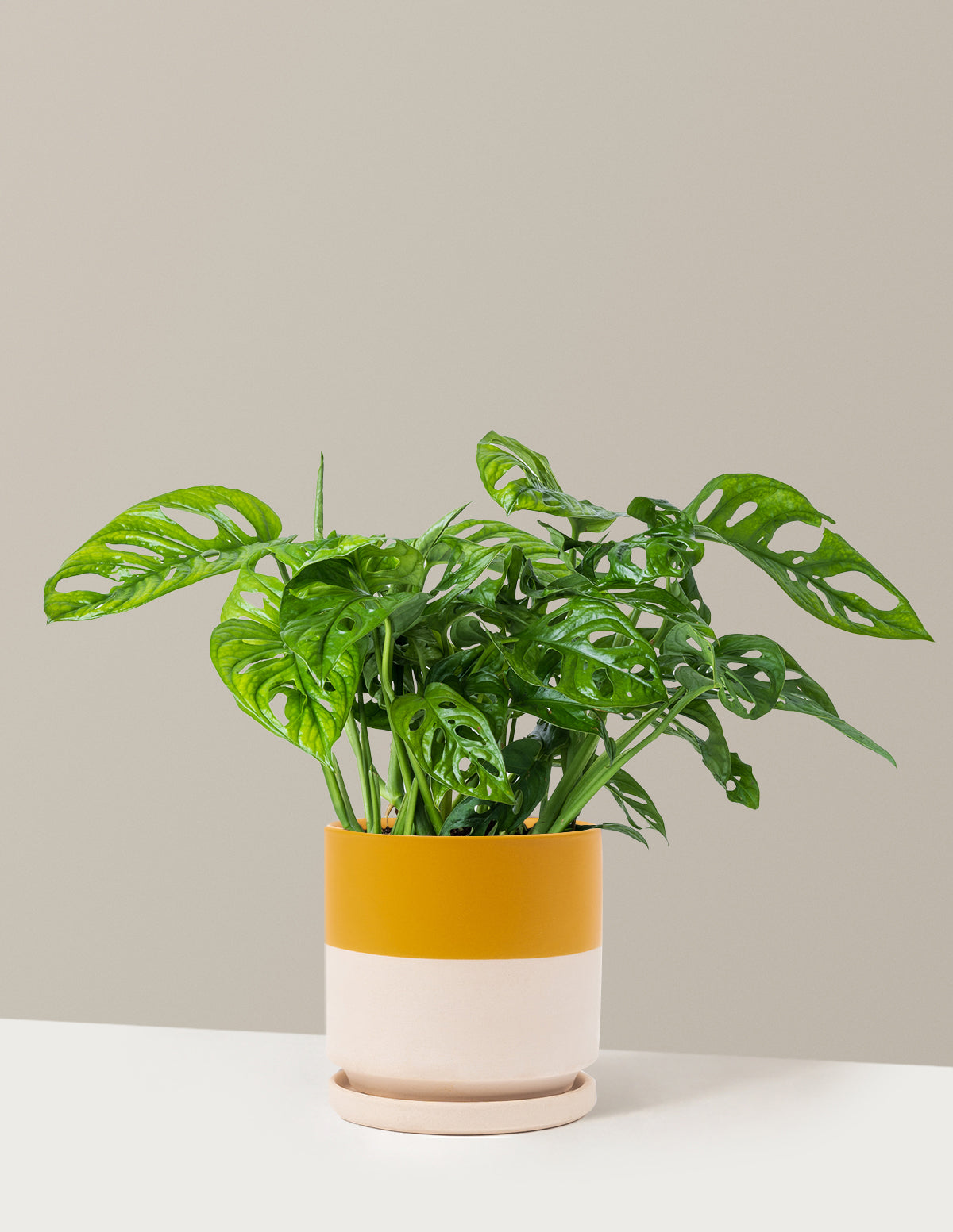 Monstera Adansonii (Deve Tabanı)