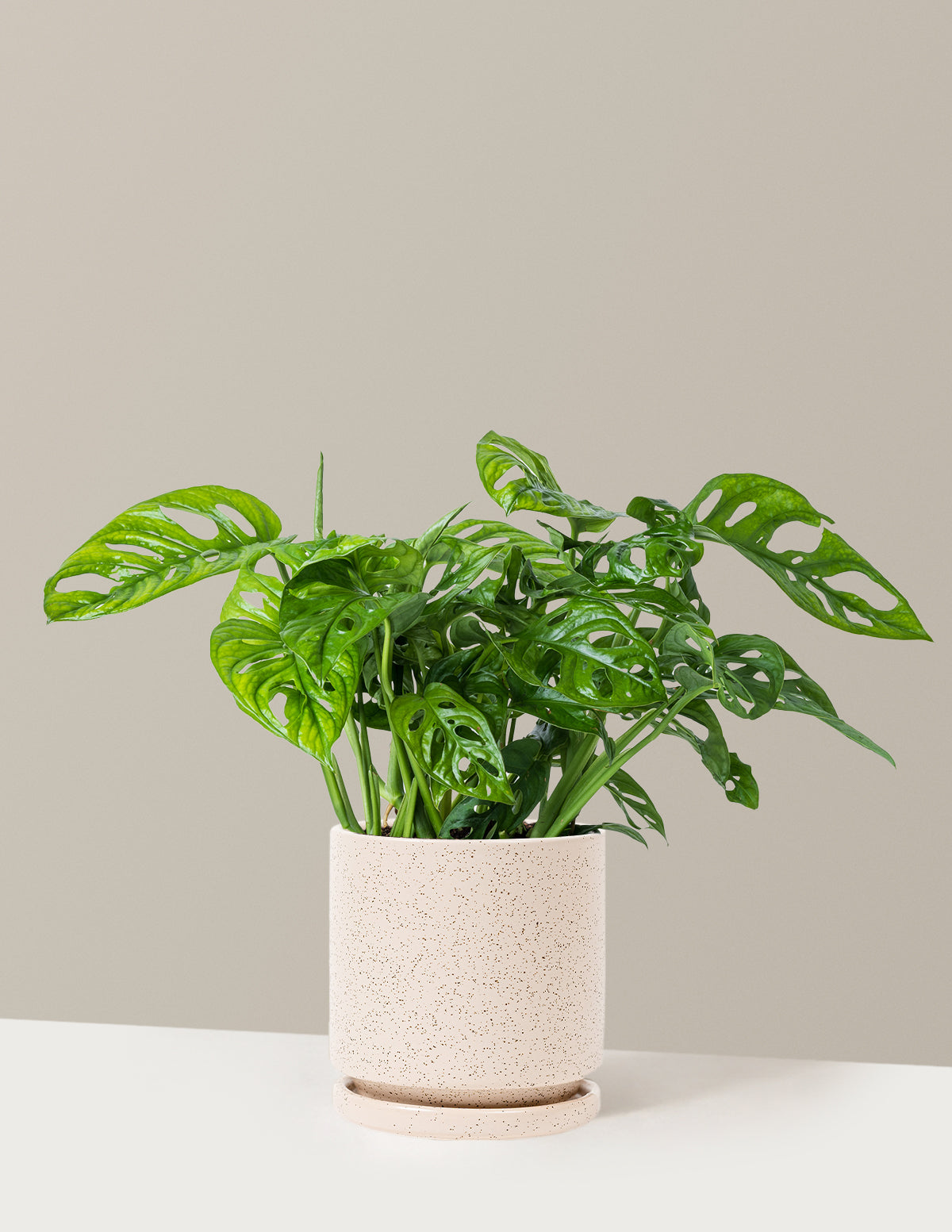Monstera Adansonii (Deve Tabanı)