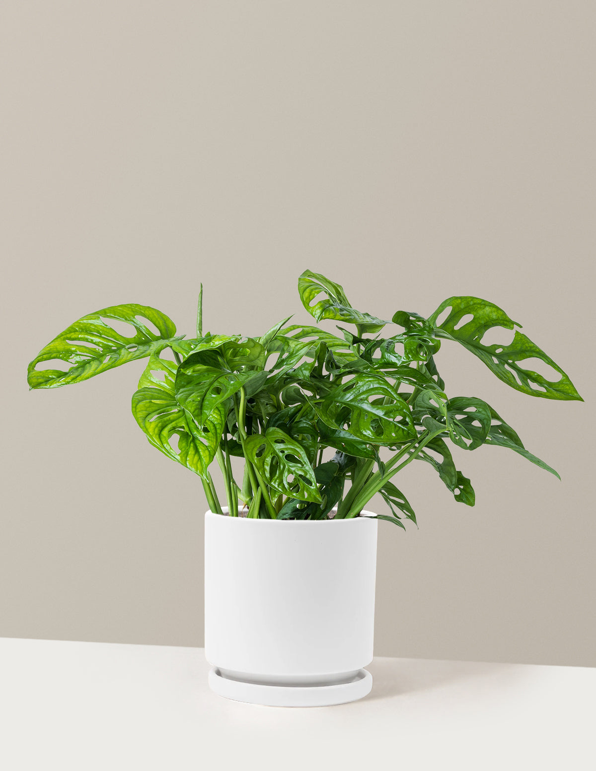 Monstera Adansonii (Deve Tabanı)