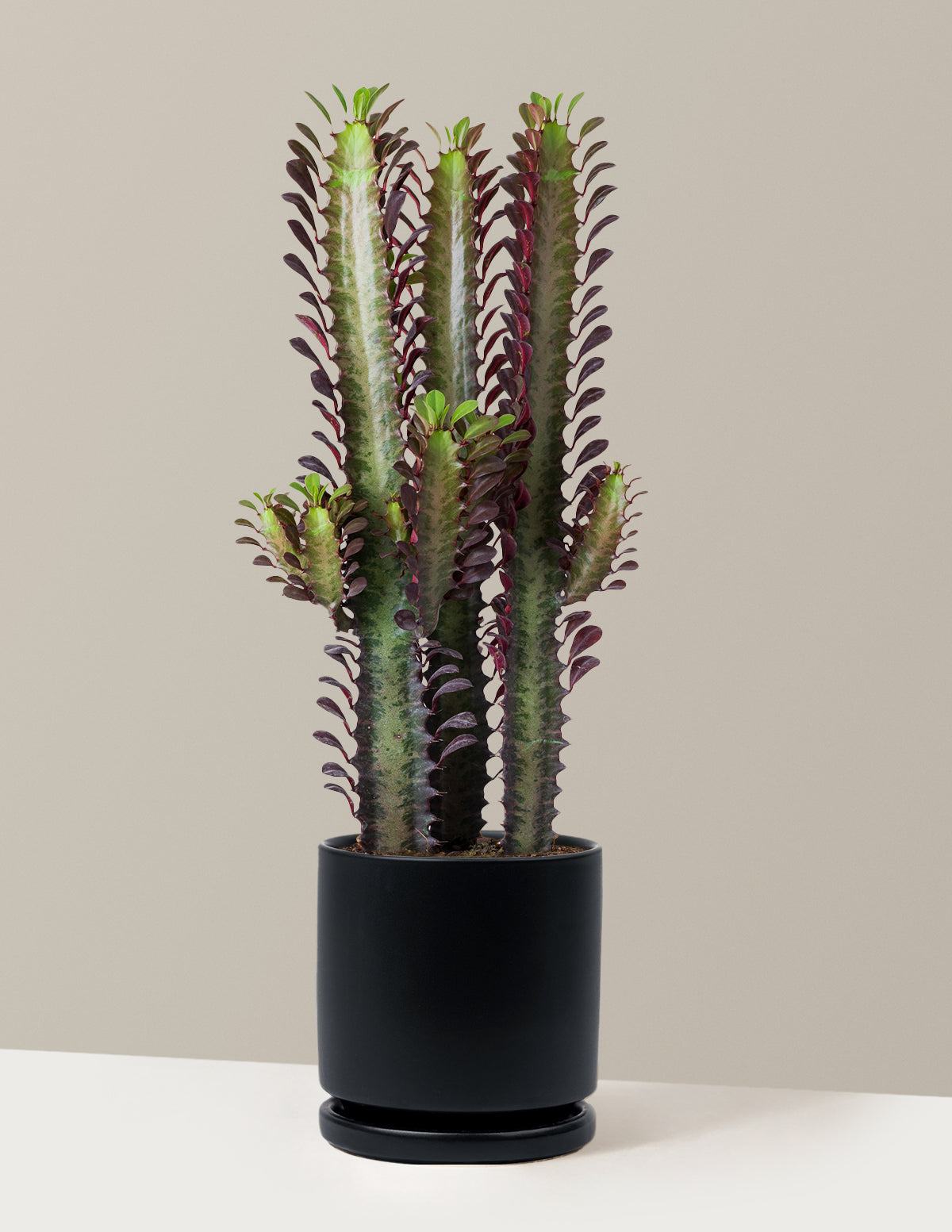 African Milk Tree (Euphorbia trigona 'Rubra')