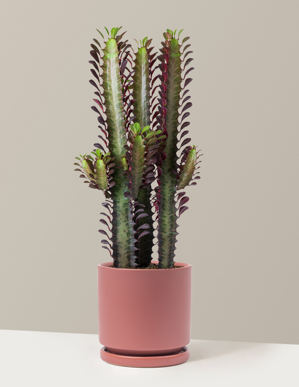 African Milk Tree (Euphorbia trigona 'Rubra')
