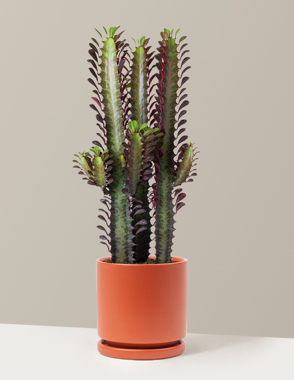 African Milk Tree (Euphorbia trigona 'Rubra')