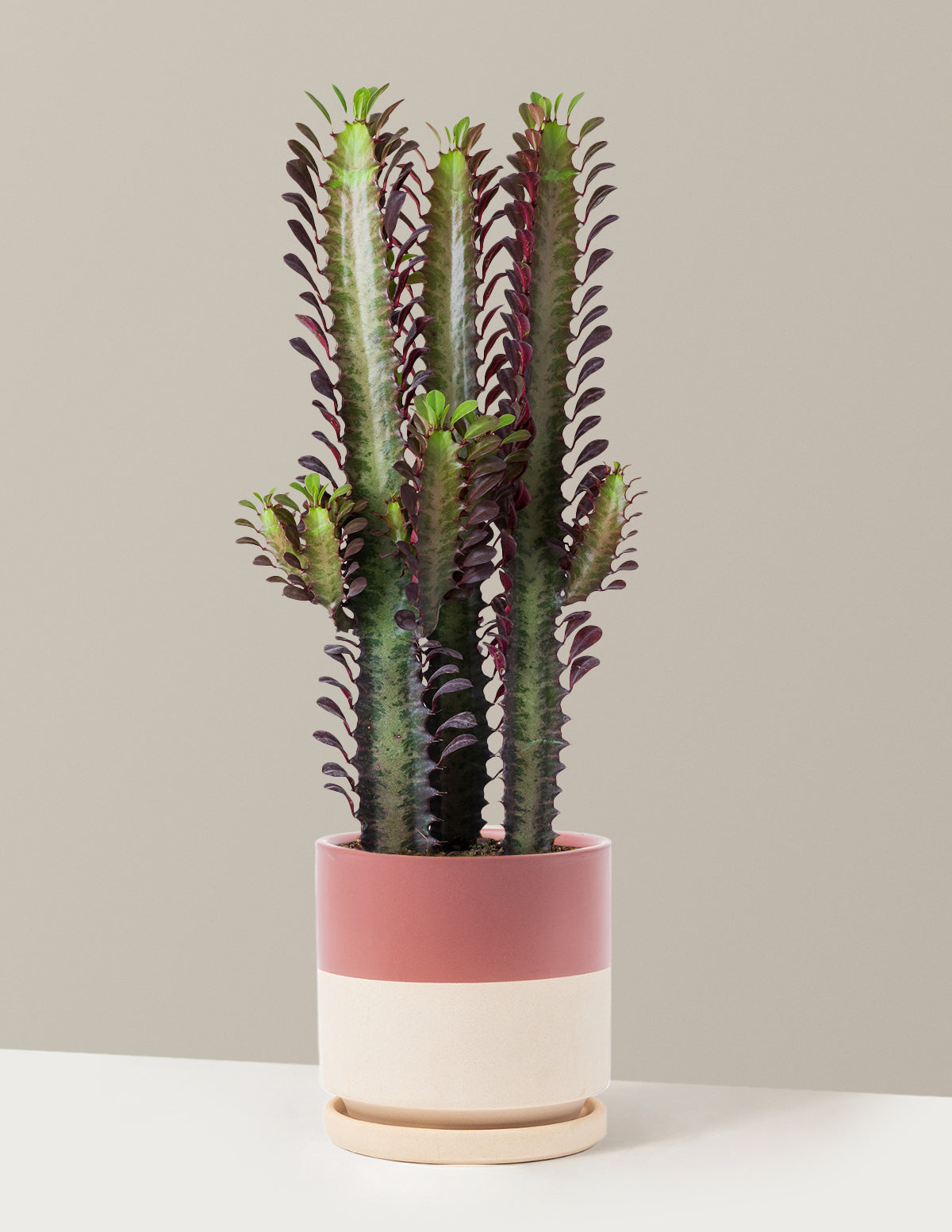 African Milk Tree (Euphorbia trigona 'Rubra')