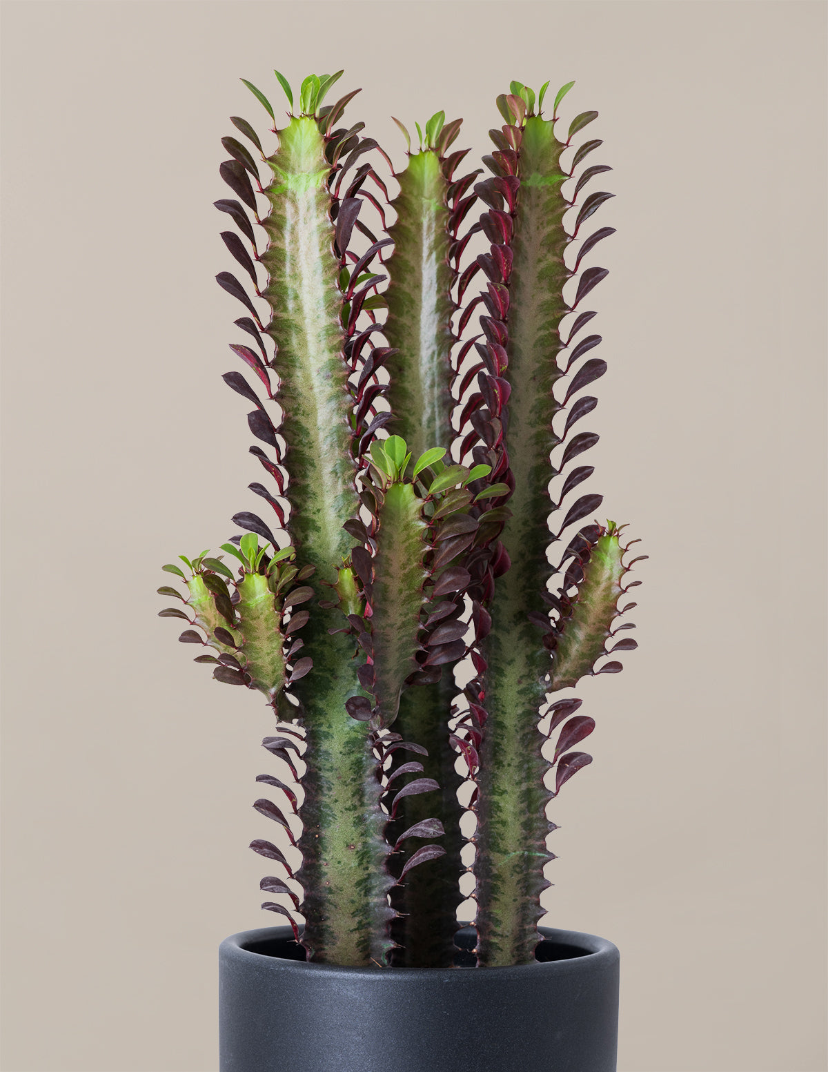 African Milk Tree (Euphorbia trigona 'Rubra')