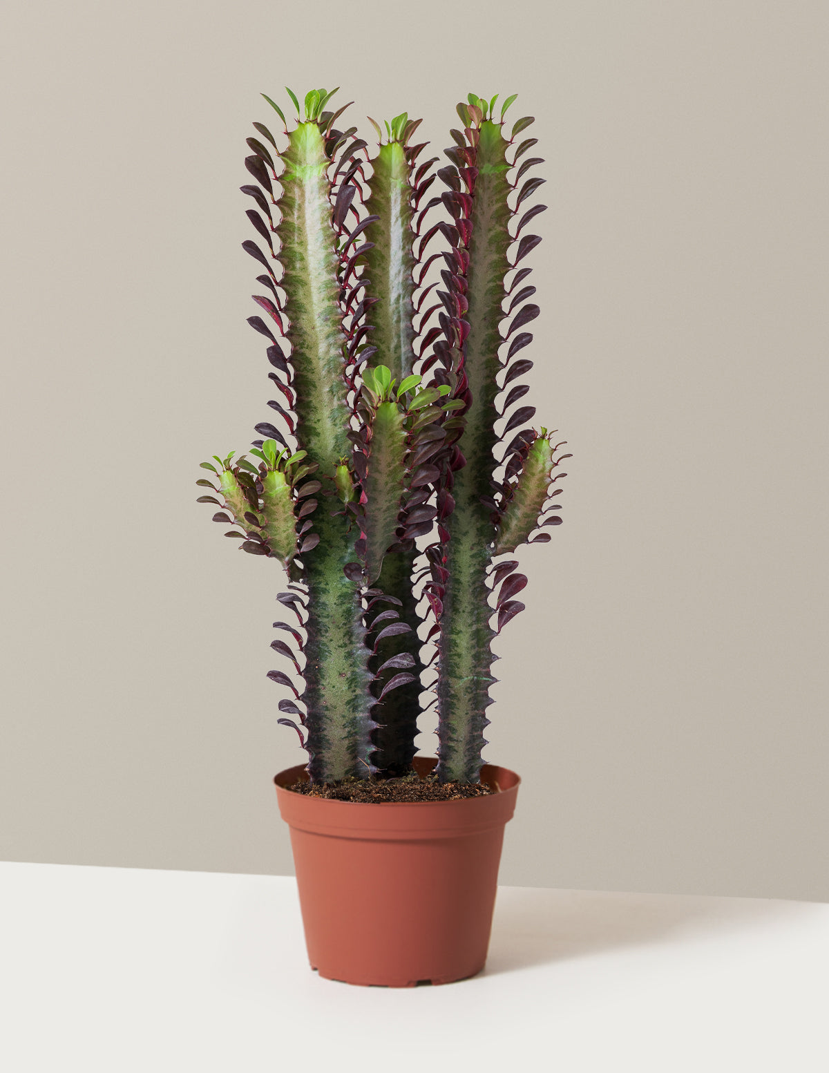 African Milk Tree (Euphorbia trigona 'Rubra')