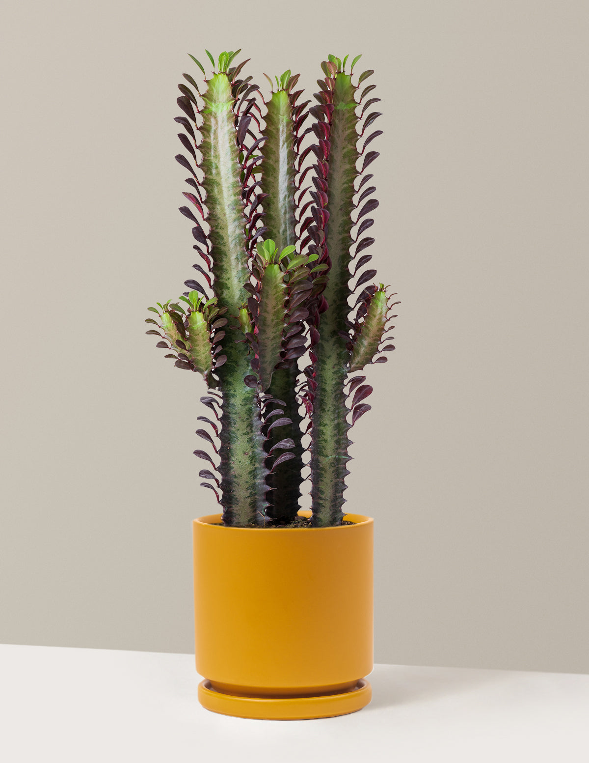 African Milk Tree (Euphorbia trigona 'Rubra')