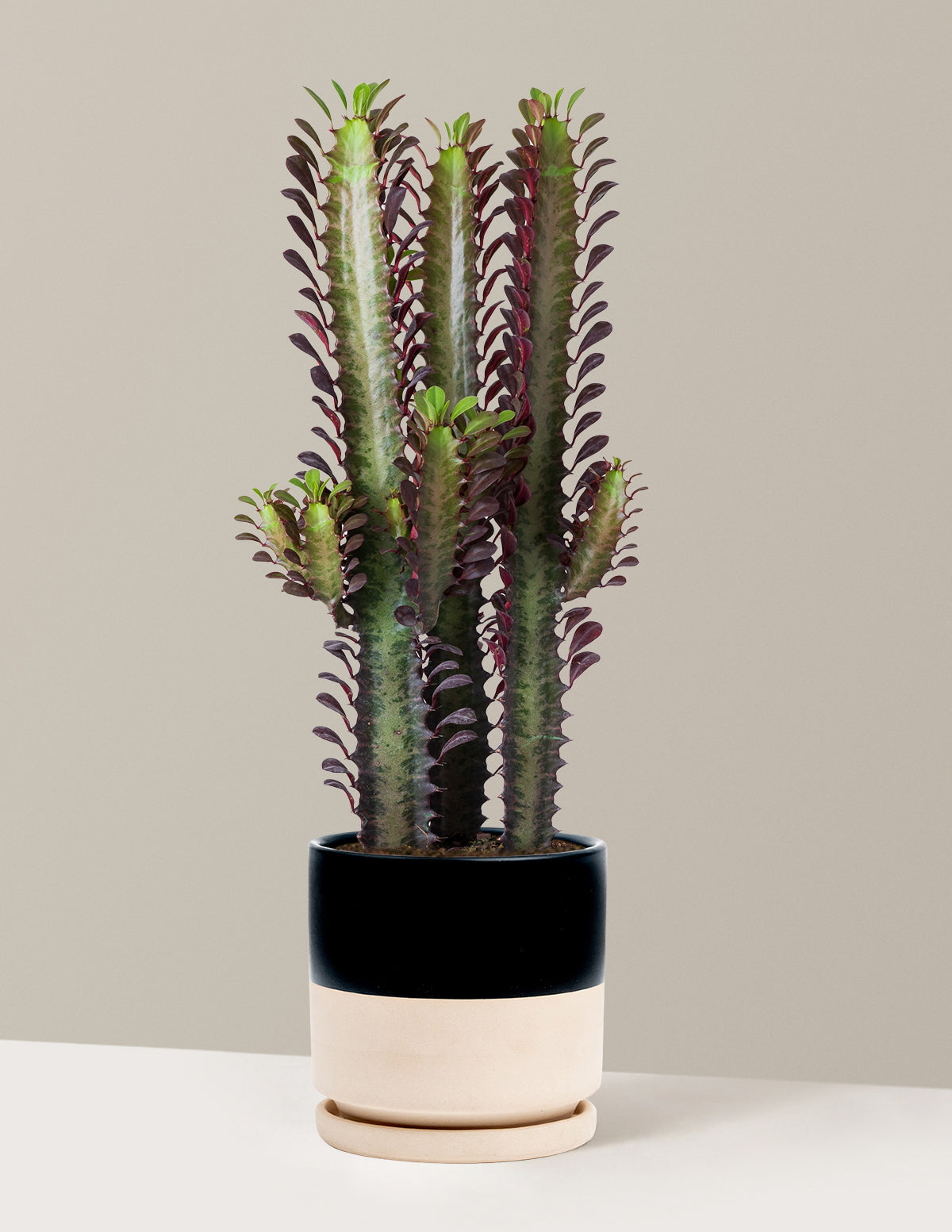 African Milk Tree (Euphorbia trigona 'Rubra')