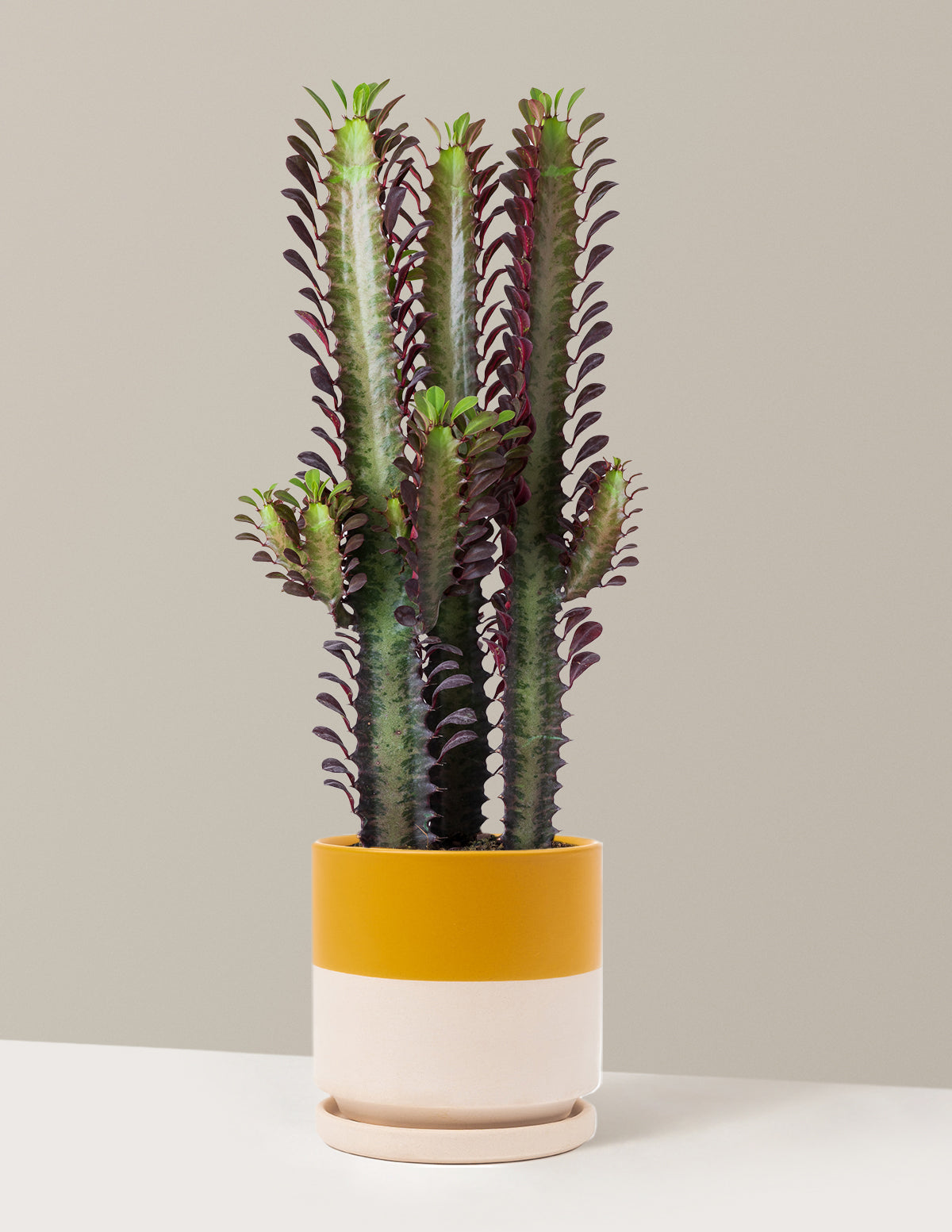 African Milk Tree (Euphorbia trigona 'Rubra')