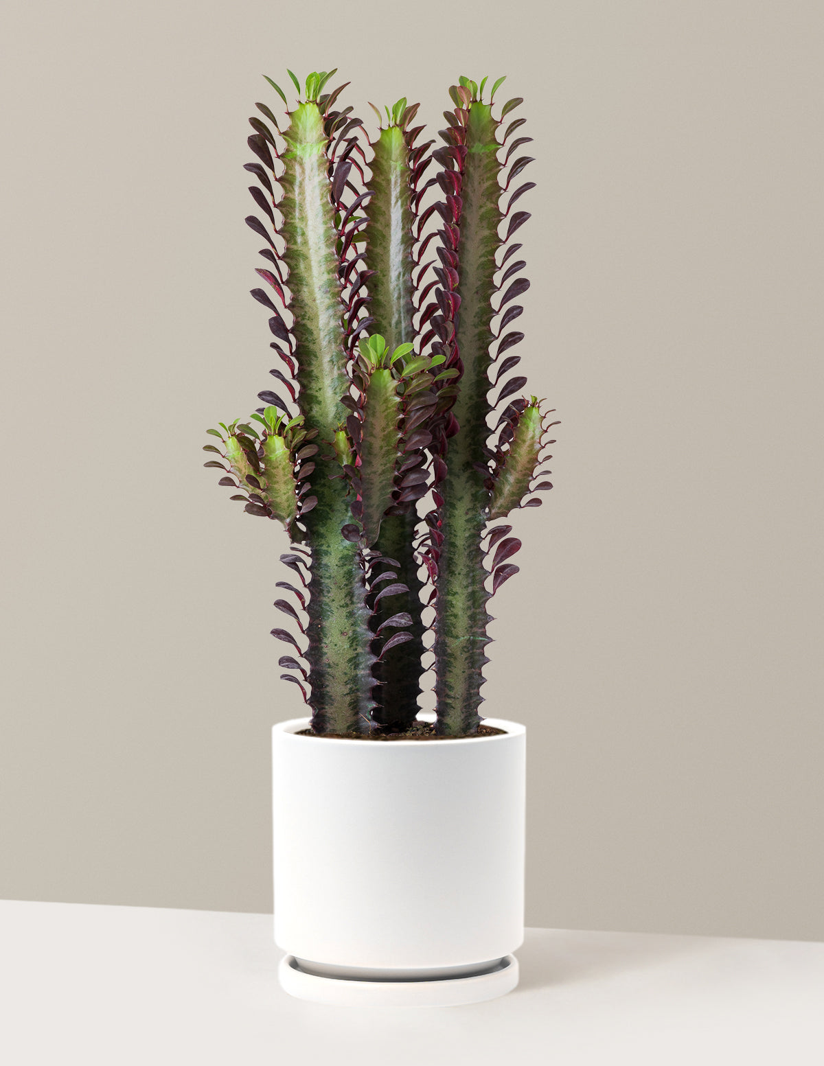 African Milk Tree (Euphorbia trigona 'Rubra')