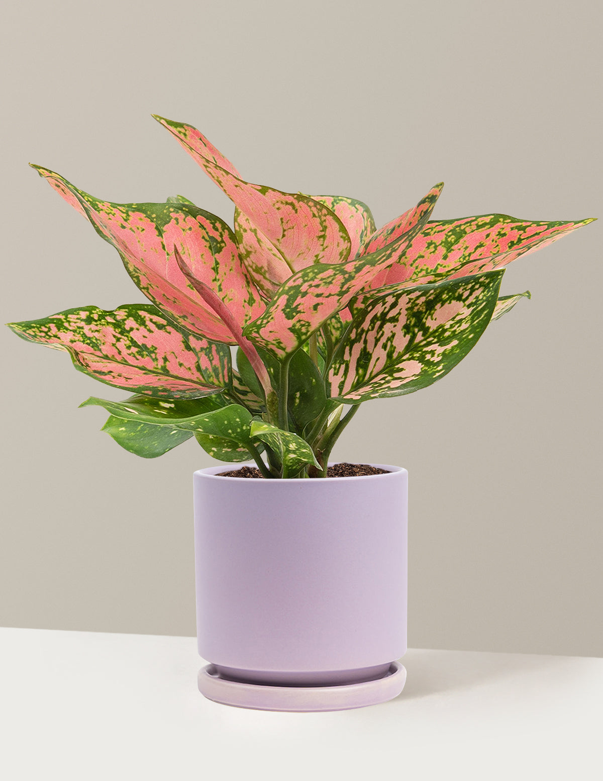 Aglaonema Wishes