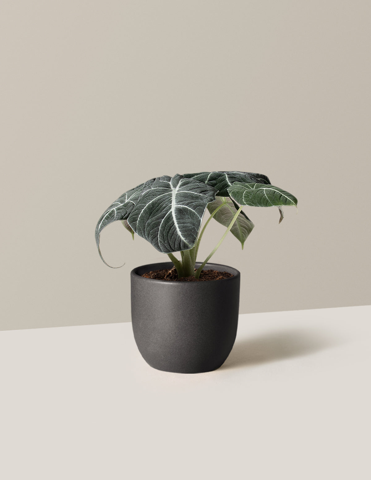 Alocasia Black Velvet