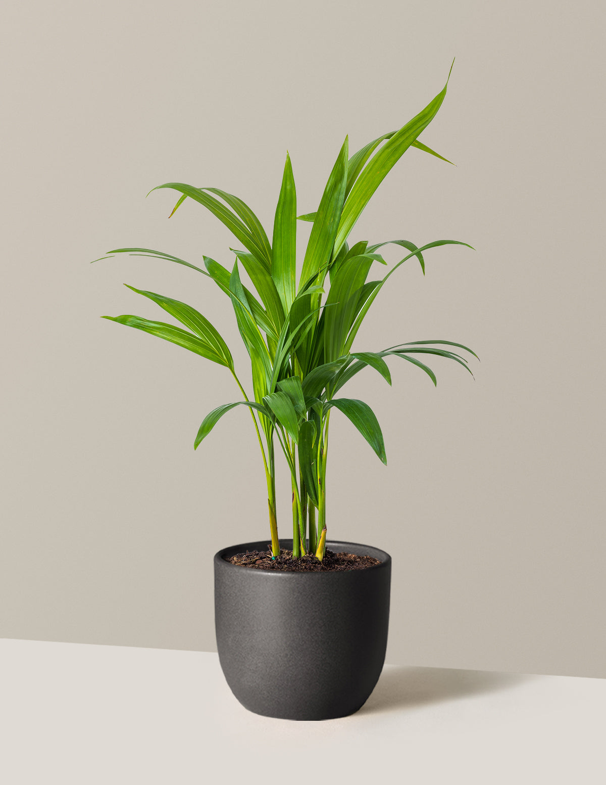 Areca Purifying Palm (Areka Palmiyesi)