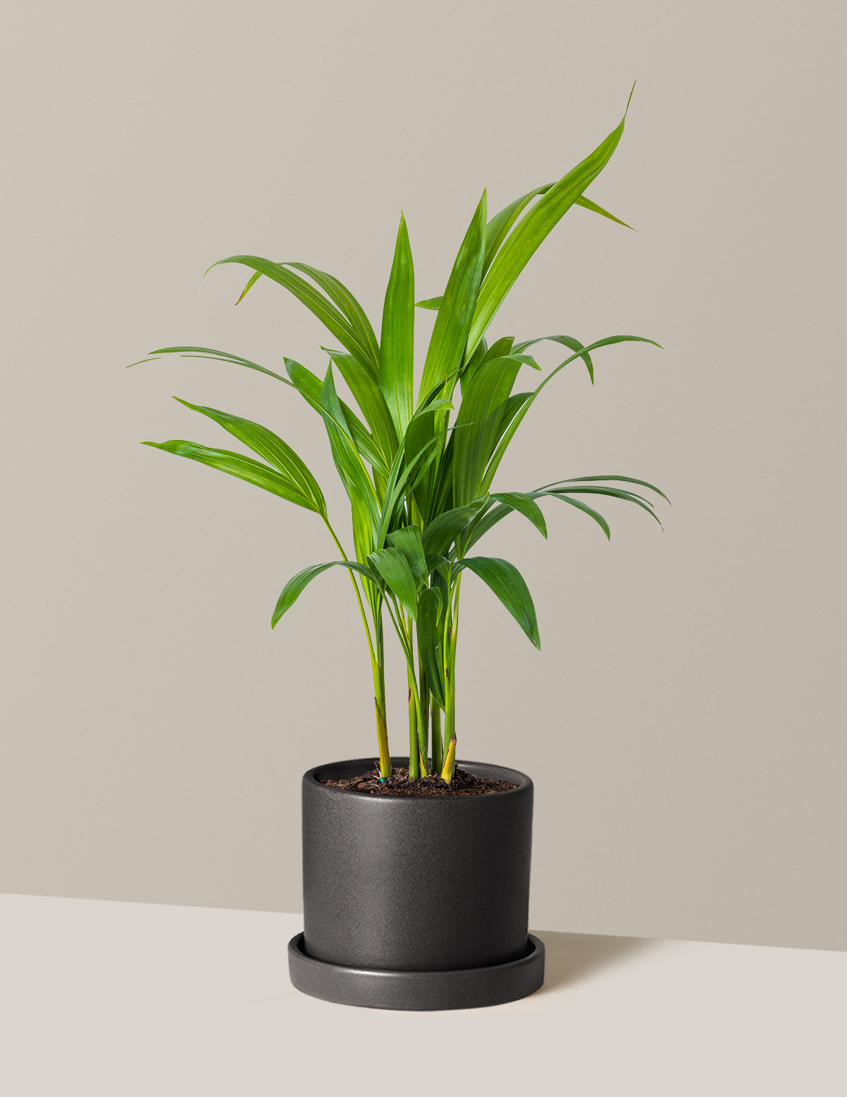 Areca Purifying Palm (Areka Palmiyesi)