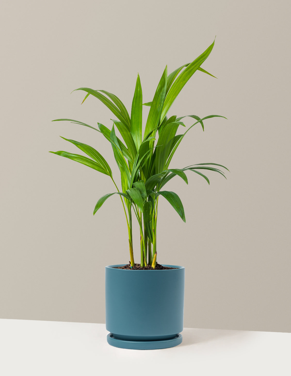 Areca Purifying Palm (Areka Palmiyesi)