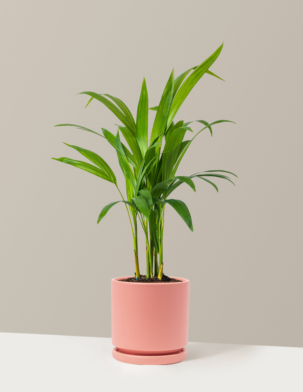 Areca Purifying Palm (Areka Palmiyesi)