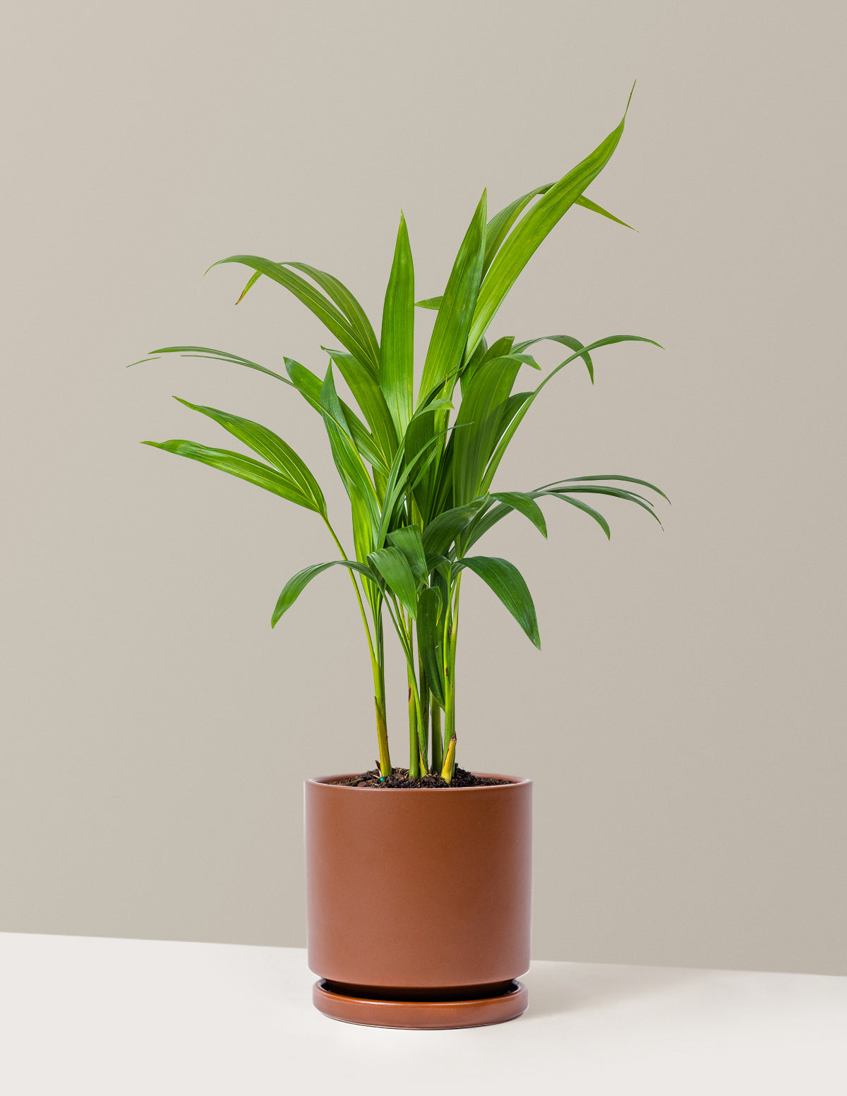Areca Purifying Palm (Areka Palmiyesi)