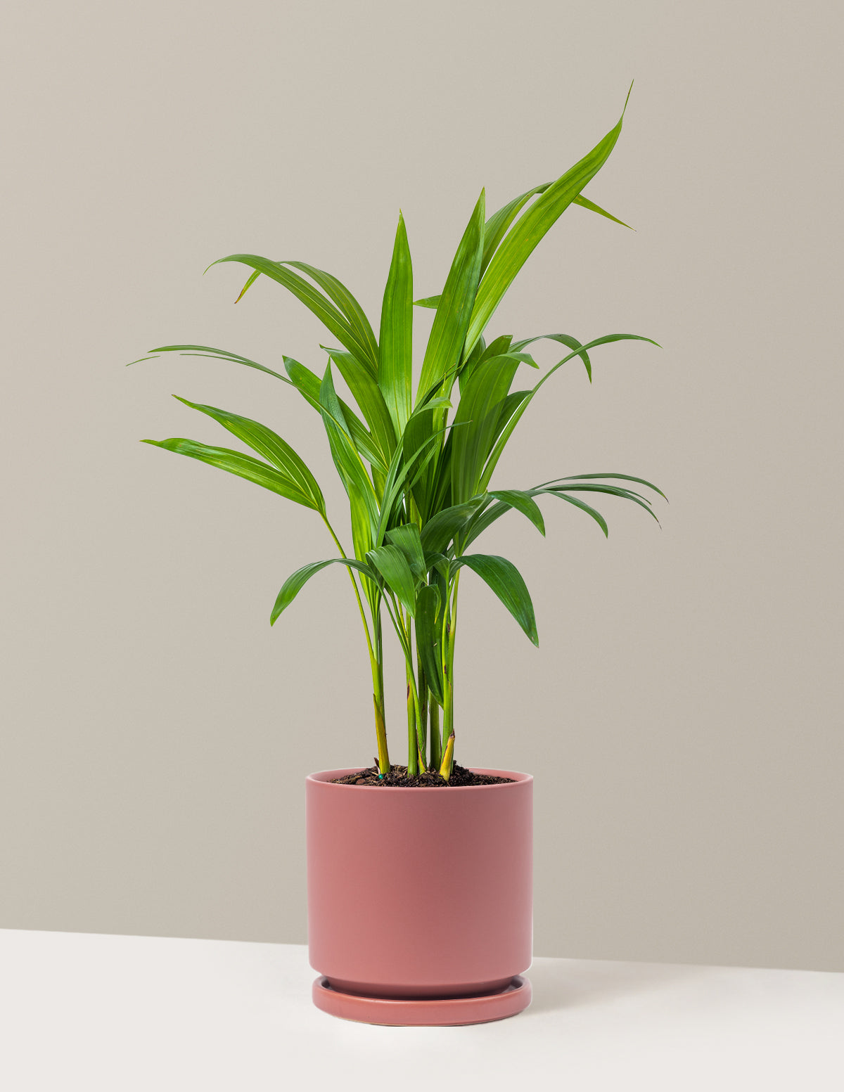 Areca Purifying Palm (Areka Palmiyesi)