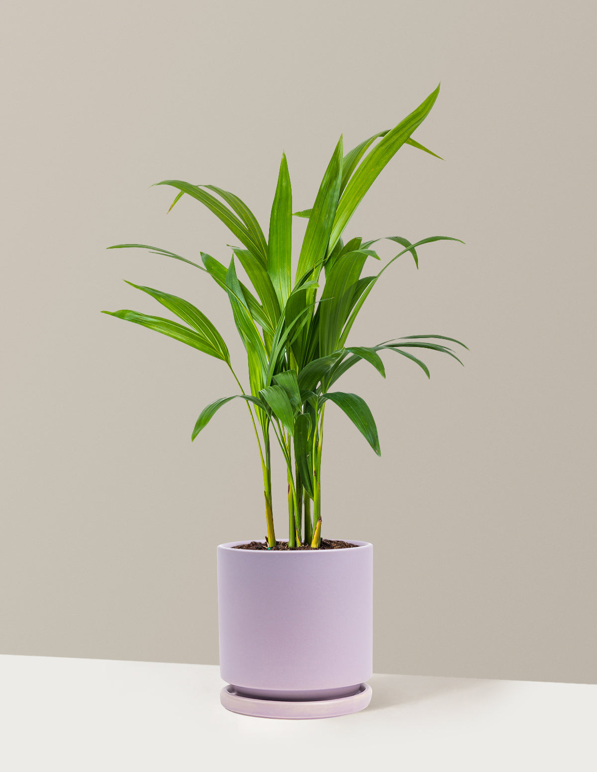 Areca Purifying Palm (Areka Palmiyesi)