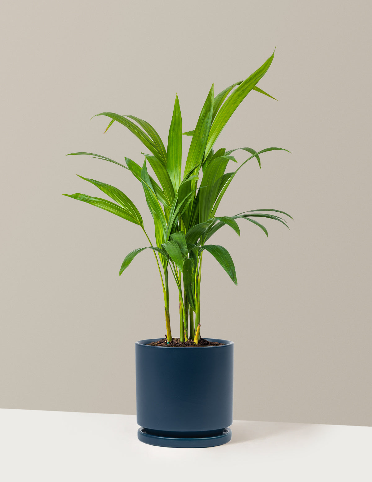 Areca Purifying Palm (Areka Palmiyesi)