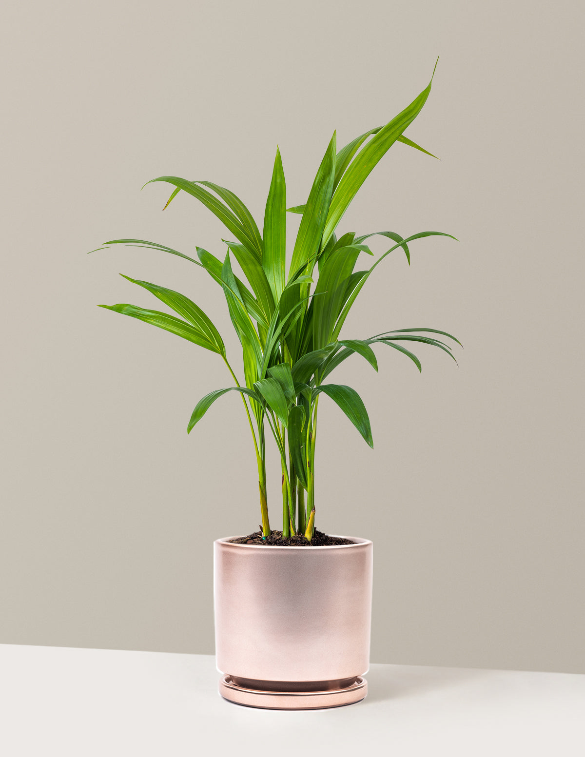 Areca Purifying Palm (Areka Palmiyesi)