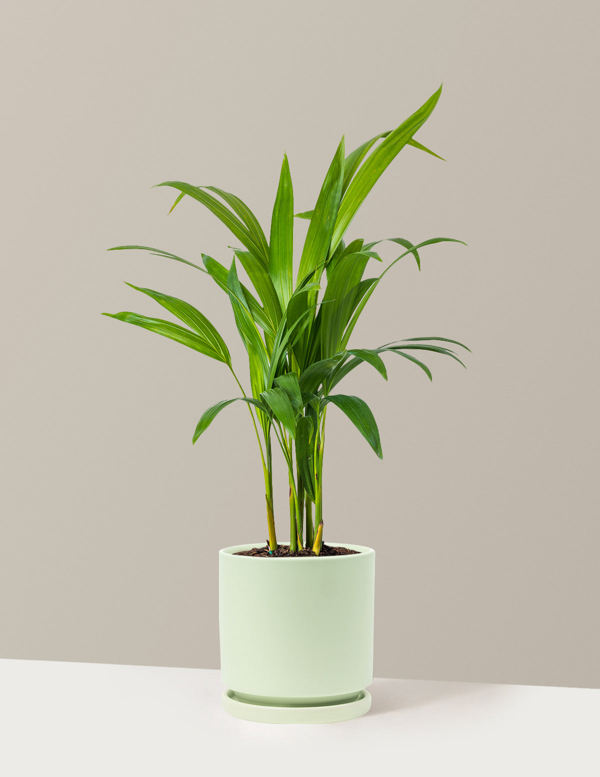 Areca Purifying Palm (Areka Palmiyesi)