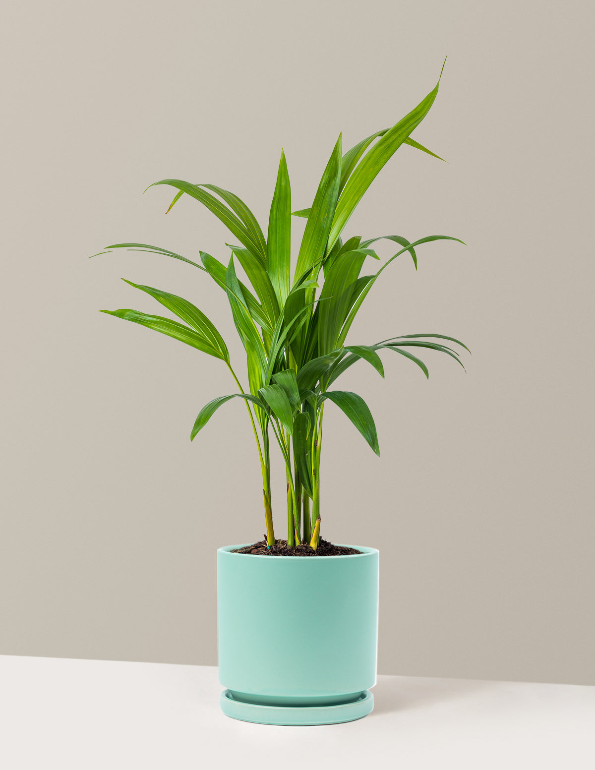 Areca Purifying Palm (Areka Palmiyesi)